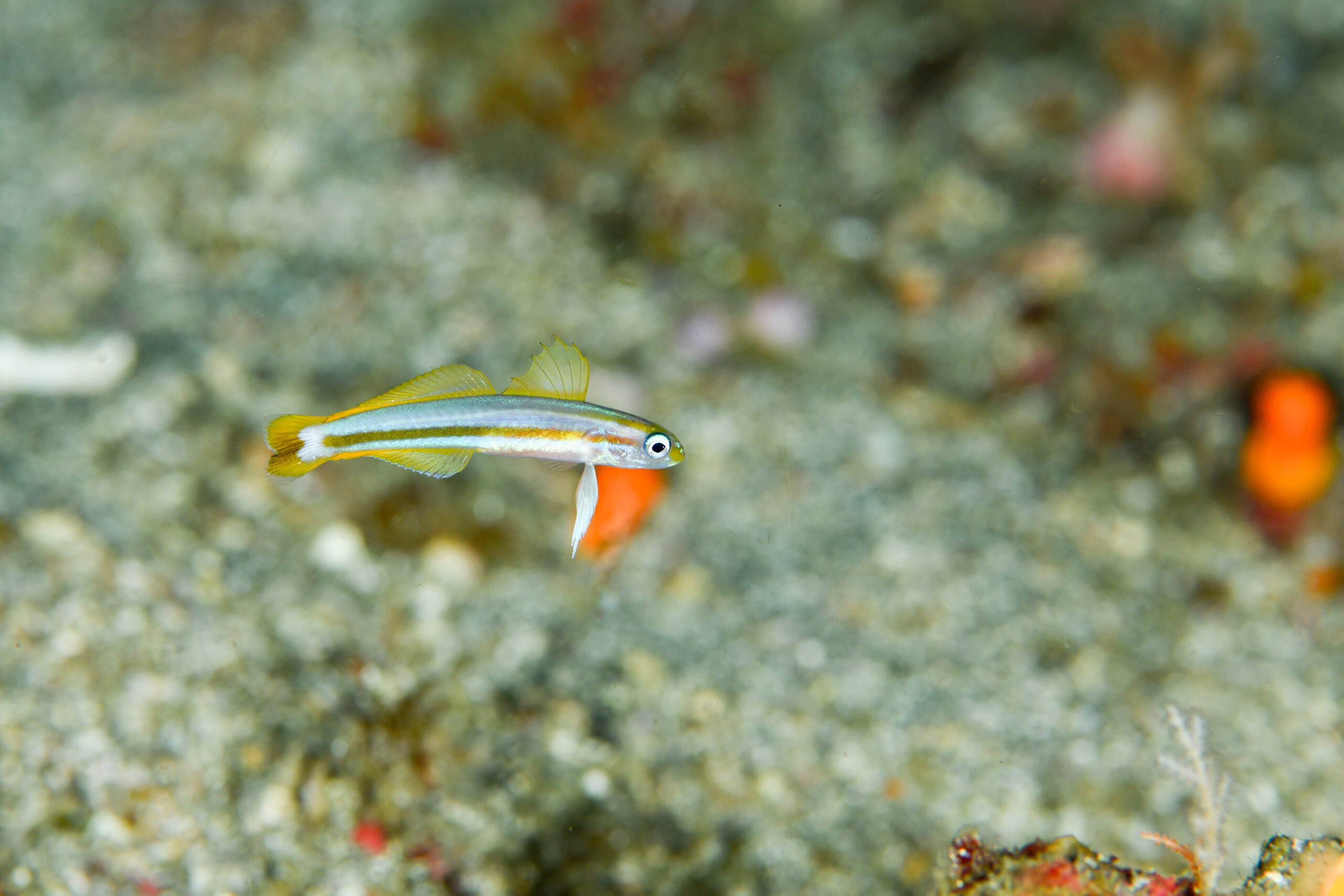 スジクロユリハゼ（Ptereleotris grammica）