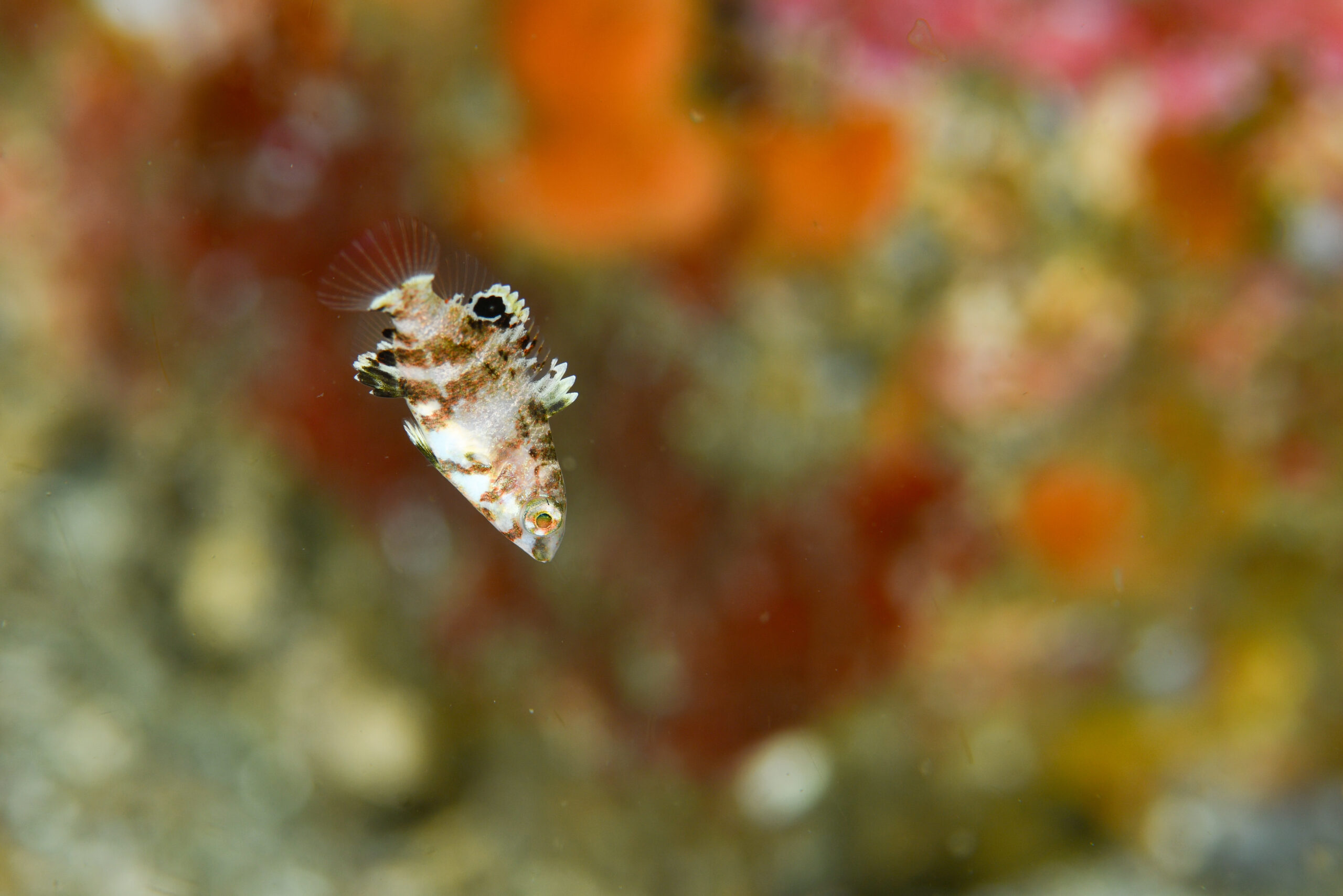 イラ（Choerodon azurio）