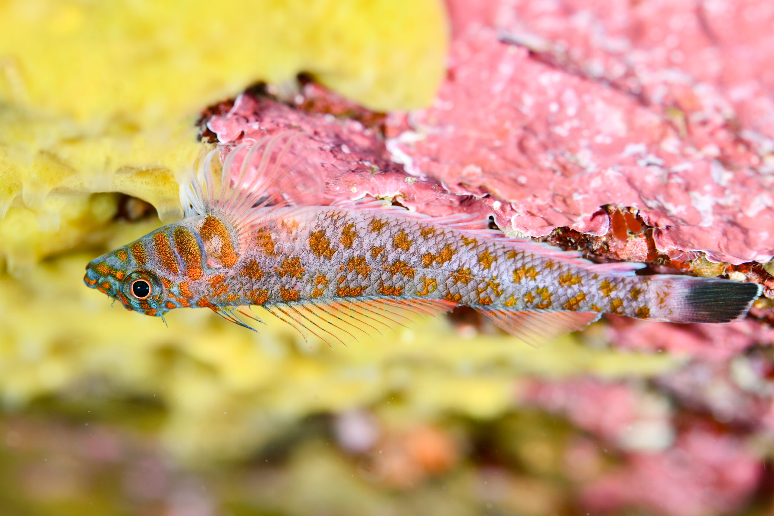 ヒメギンポ（Springerichthys bapturus）