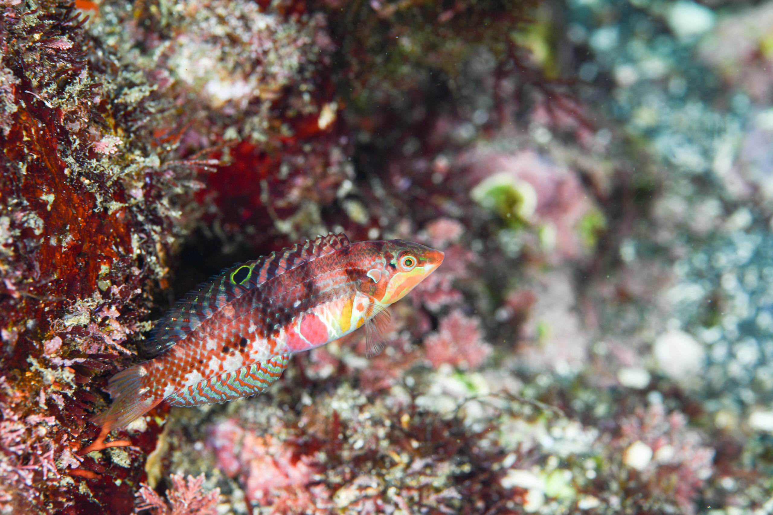イナズマベラ（Halichoeres nebulosus）
