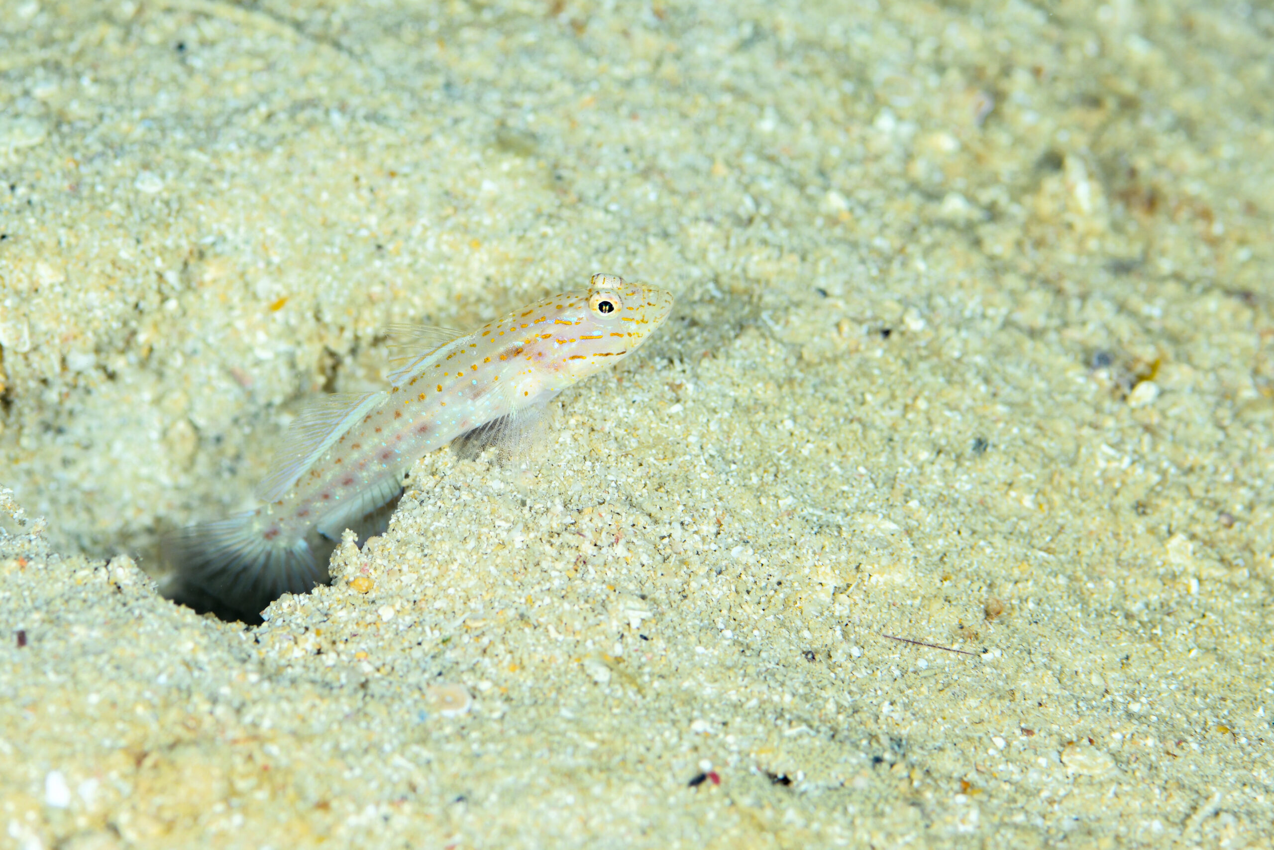 ホホスジシノビハゼ（Ctenogobiops crocineus）