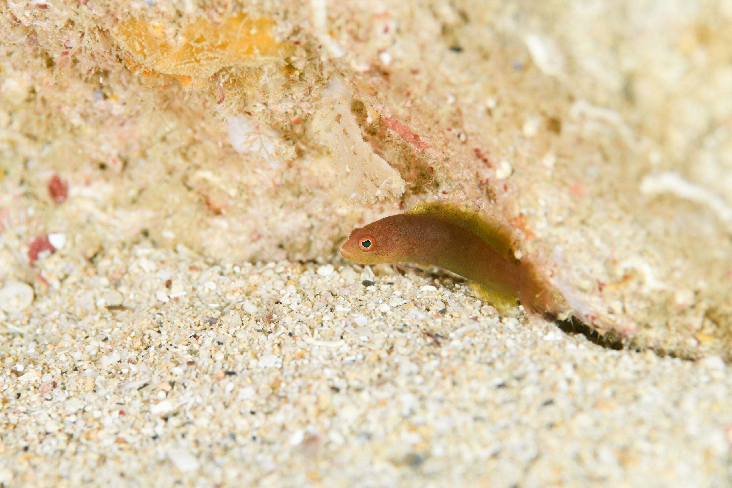 カメレオンタナバタメギス（Pseudoplesiops annae）