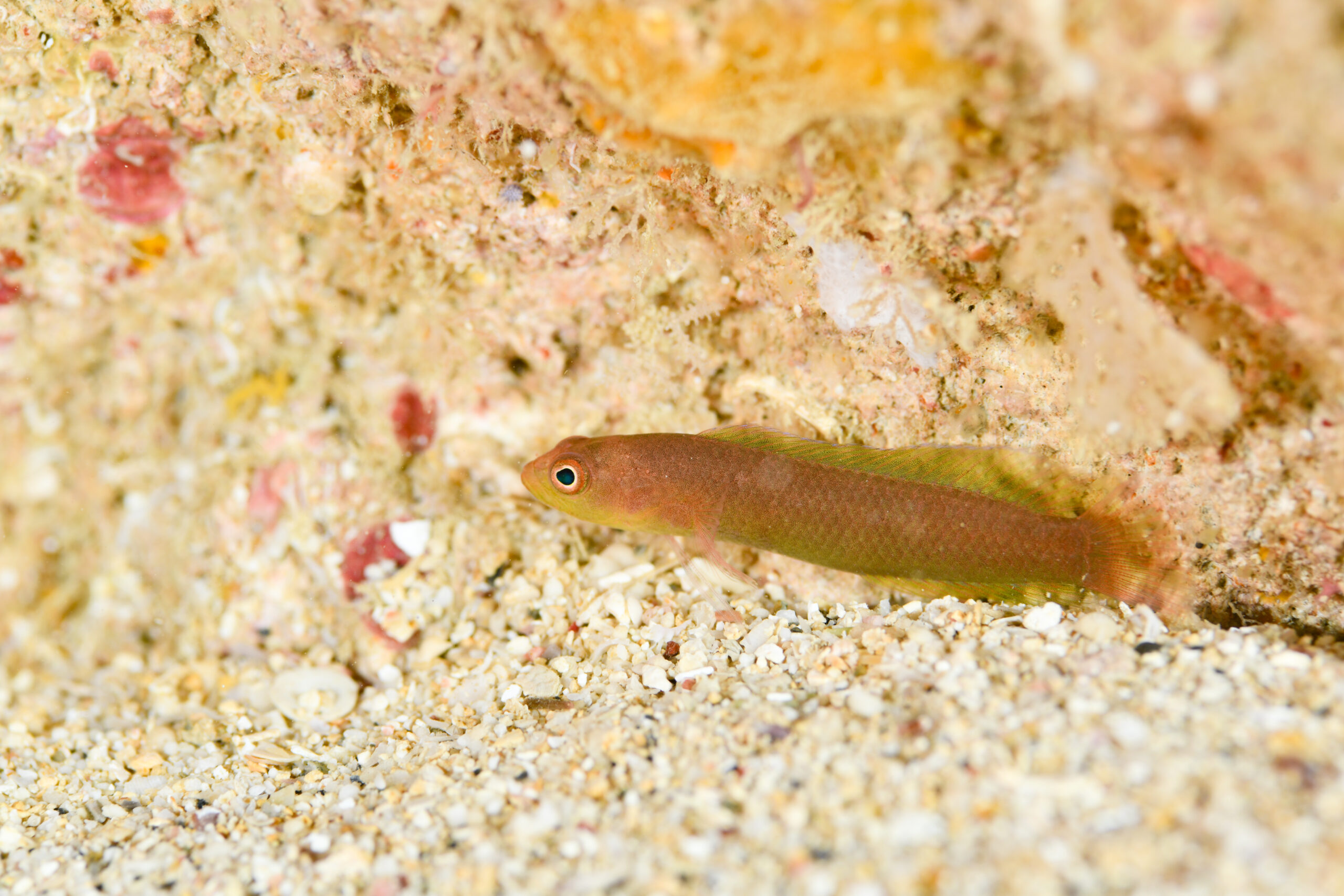 カメレオンタナバタメギス（Pseudoplesiops annae）