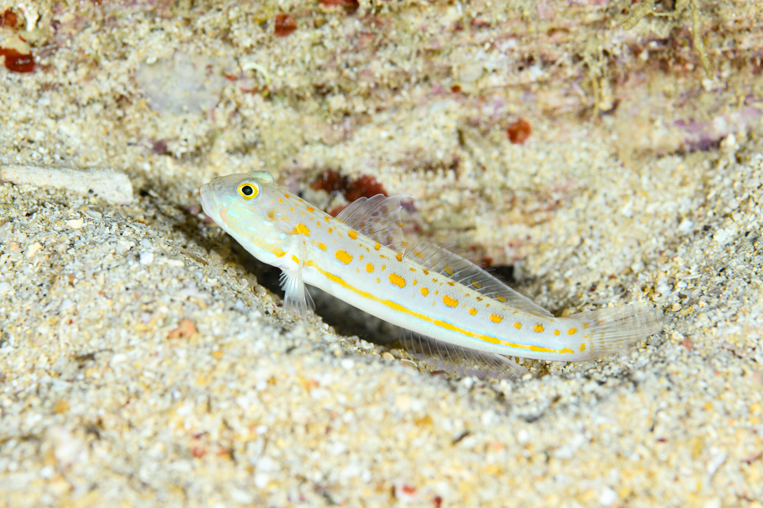 オトメハゼ（Valenciennea puellari）