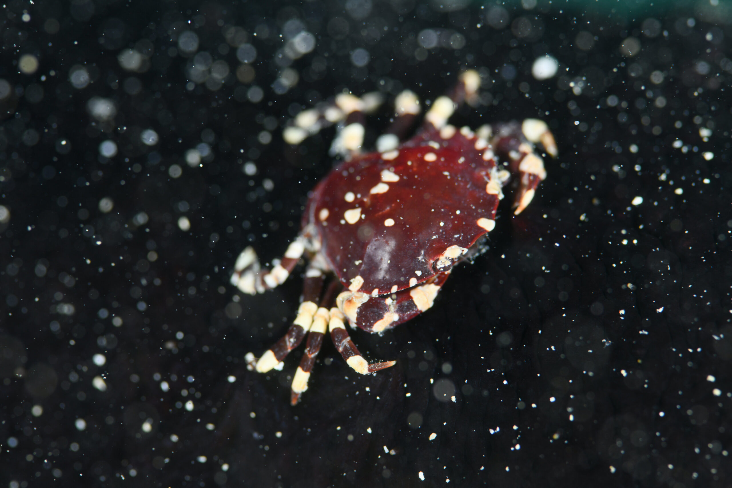 ナルコマルガザミ（Lissocarcinus orbicularis）