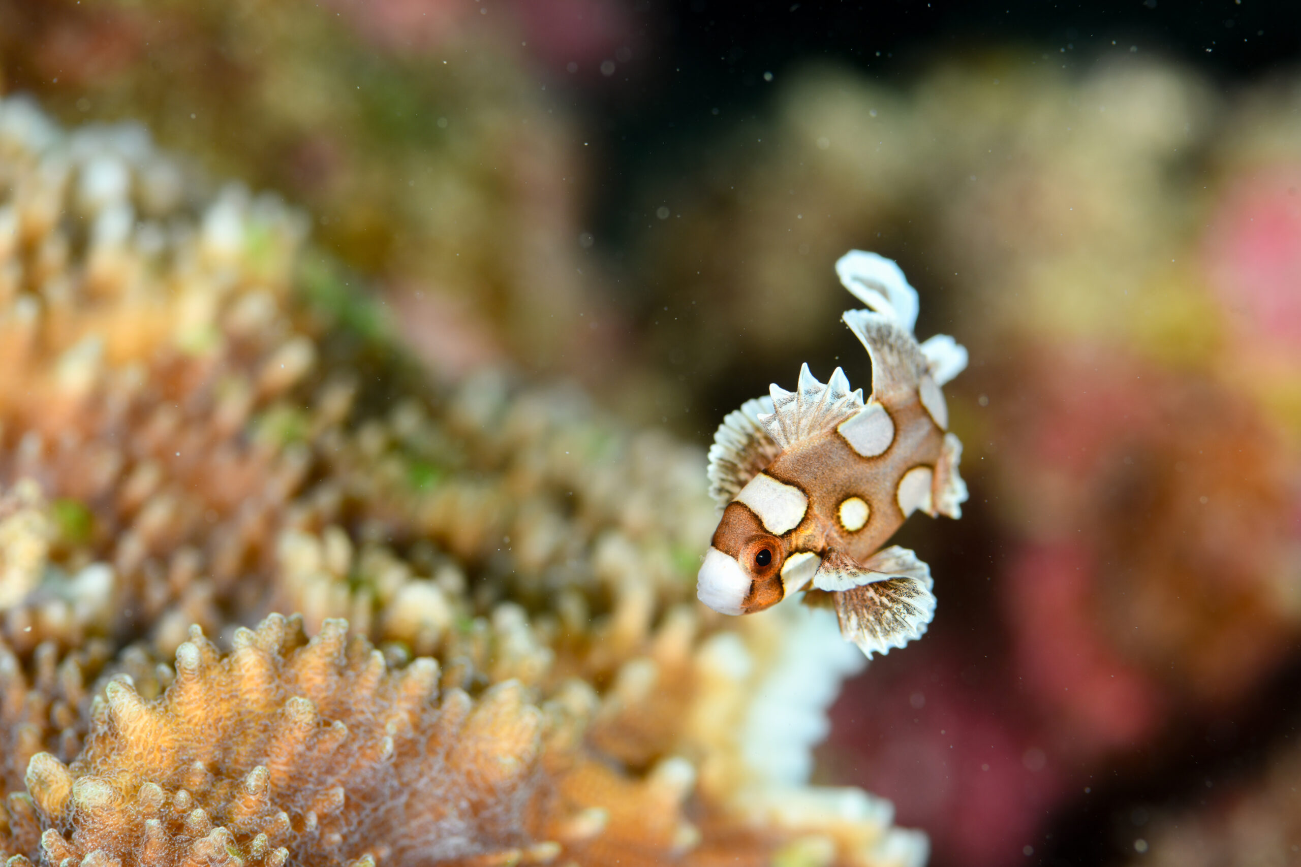 チョウチョウコショウダイ（Plectorhinchus chaetodonoides）