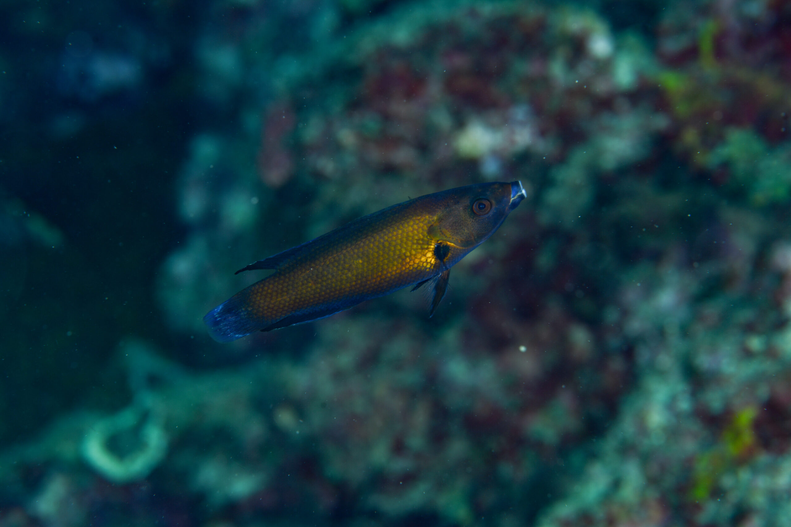マナベベラ（Labropsis manabei）