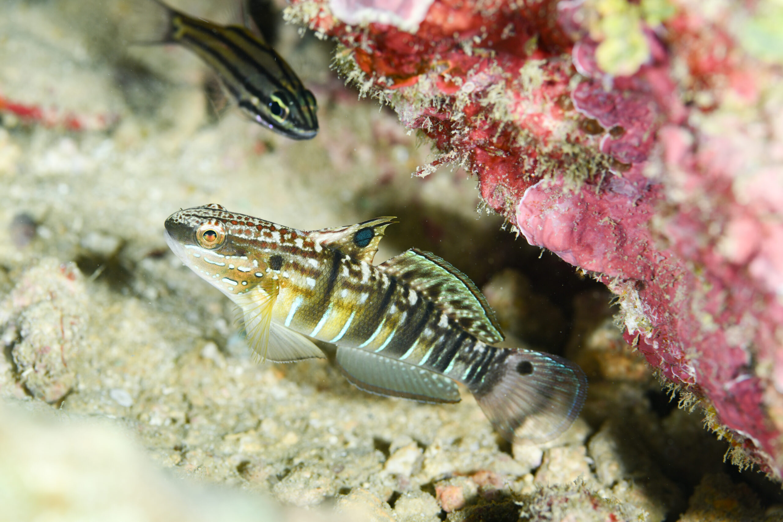サラサハゼ（Amblygobius phalaena）