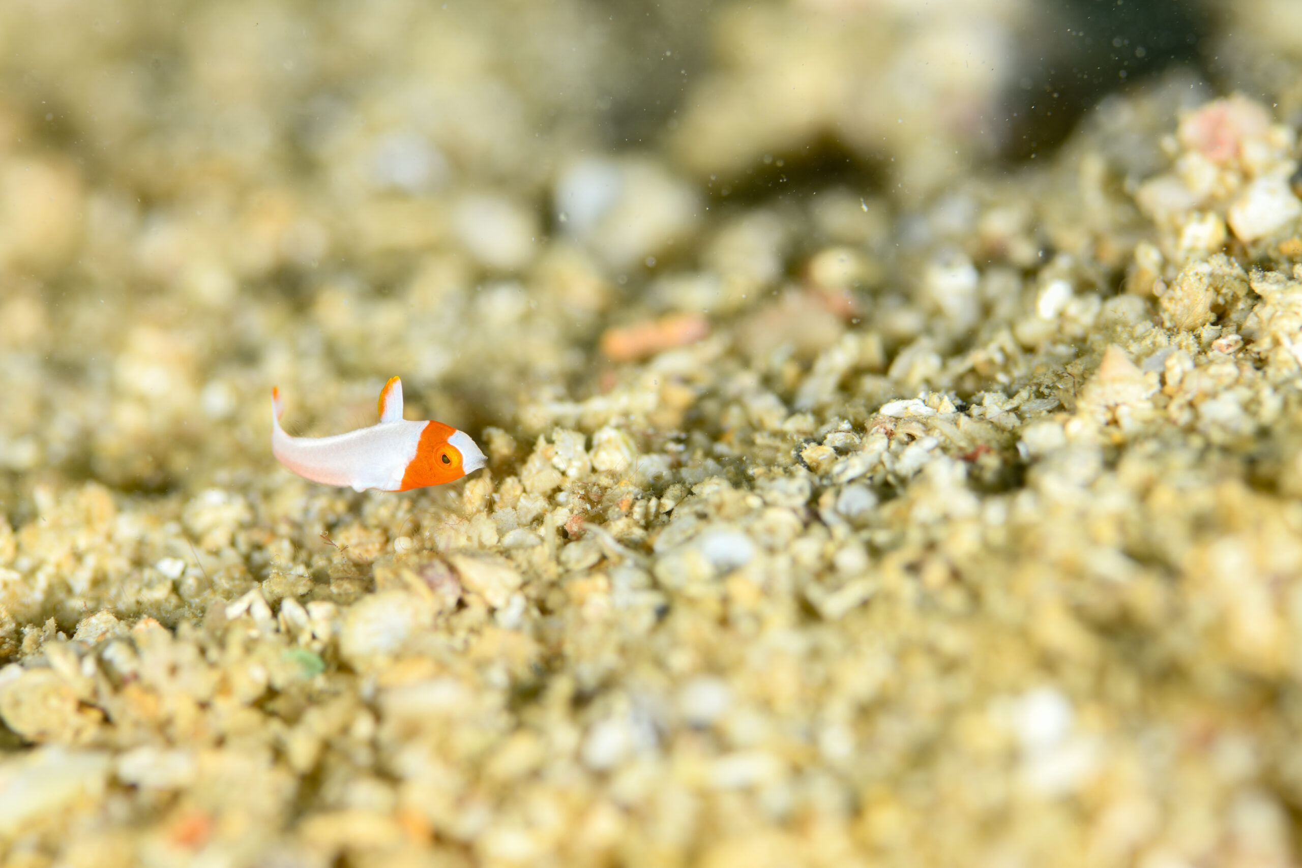 イロブダイ（Cetoscarus bicolor）