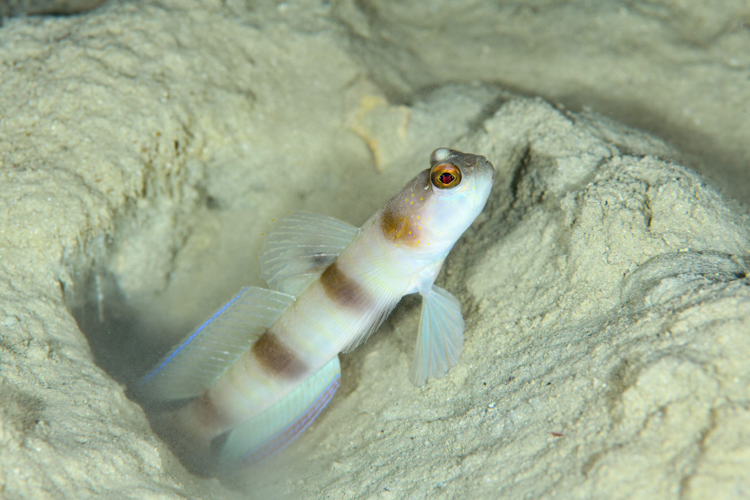 ニュウドウダテハゼ（Amblyeleotris fontanesii）