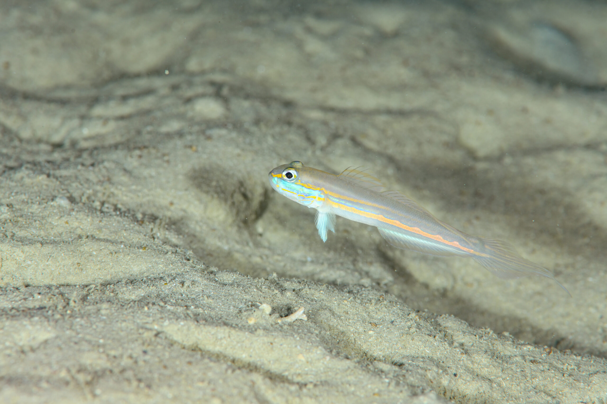 サオトメハゼ（Valenciennea limicola）