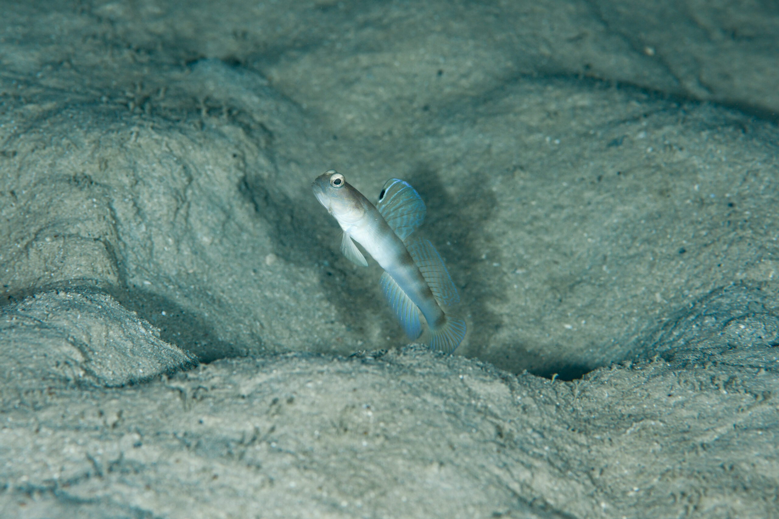 イトヒキハゼsp.1（Cryptocentrus sp.1）