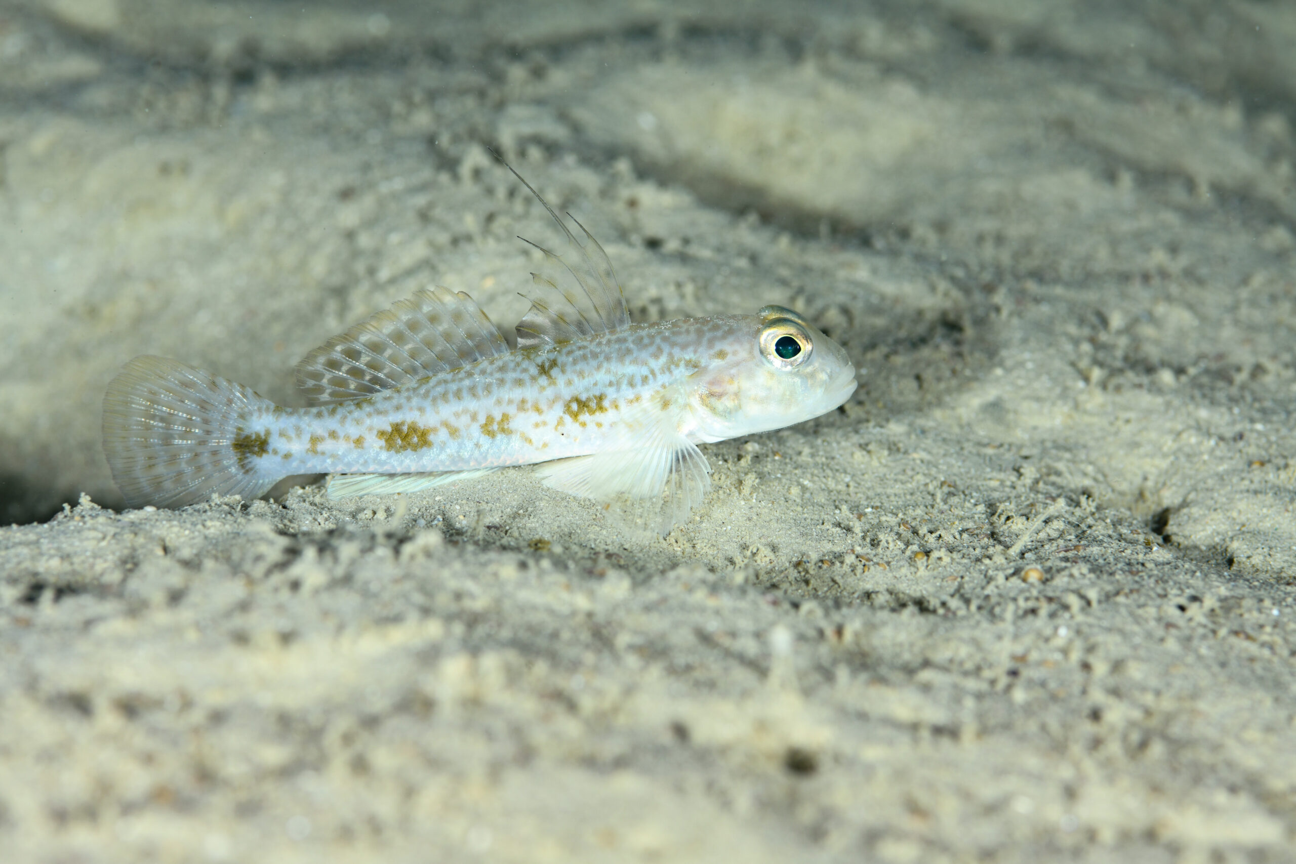 ツムギハゼ（Yongeichthys nebulosus）