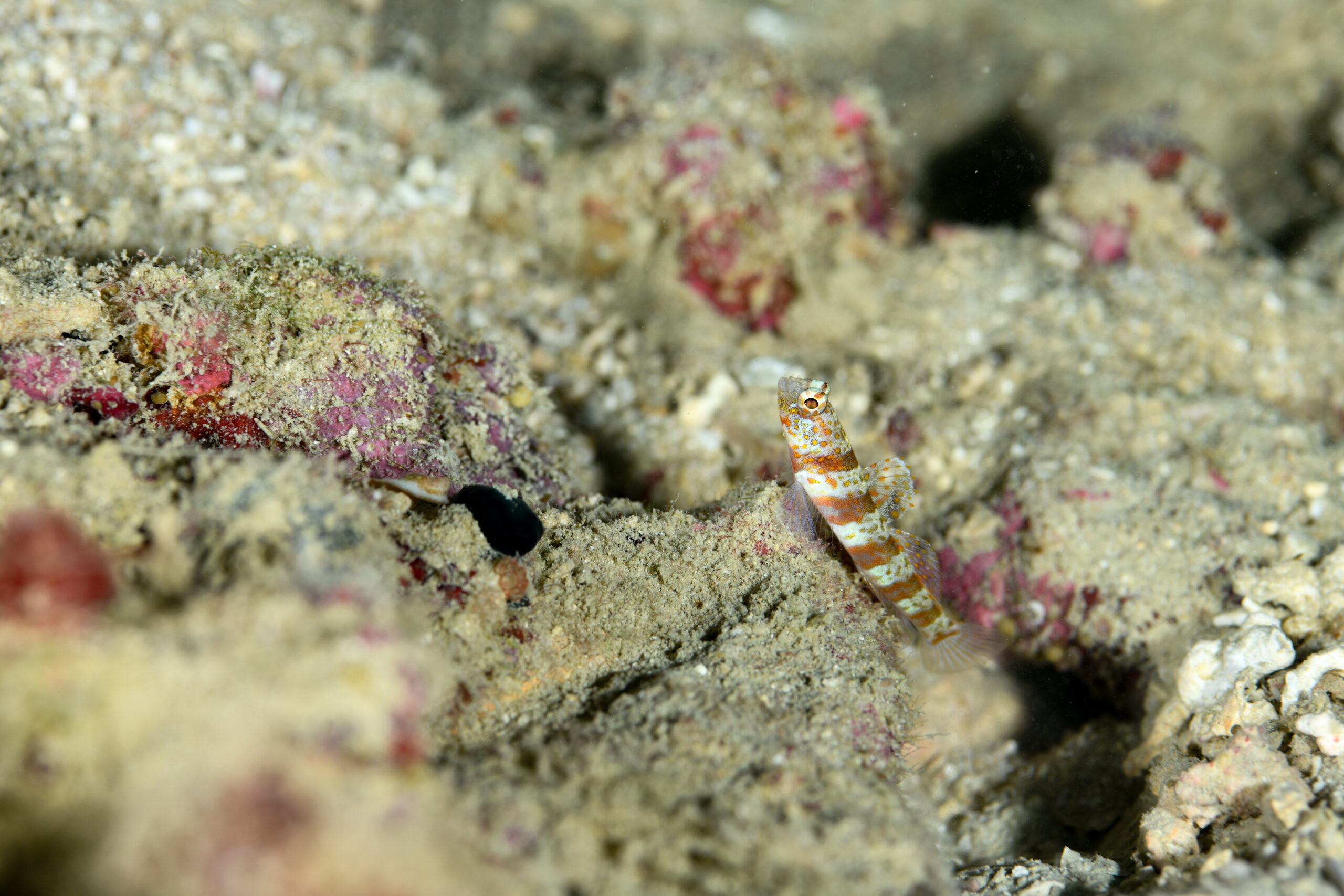 ダンダラダテハゼ（Amblyeleotris periophthalma）