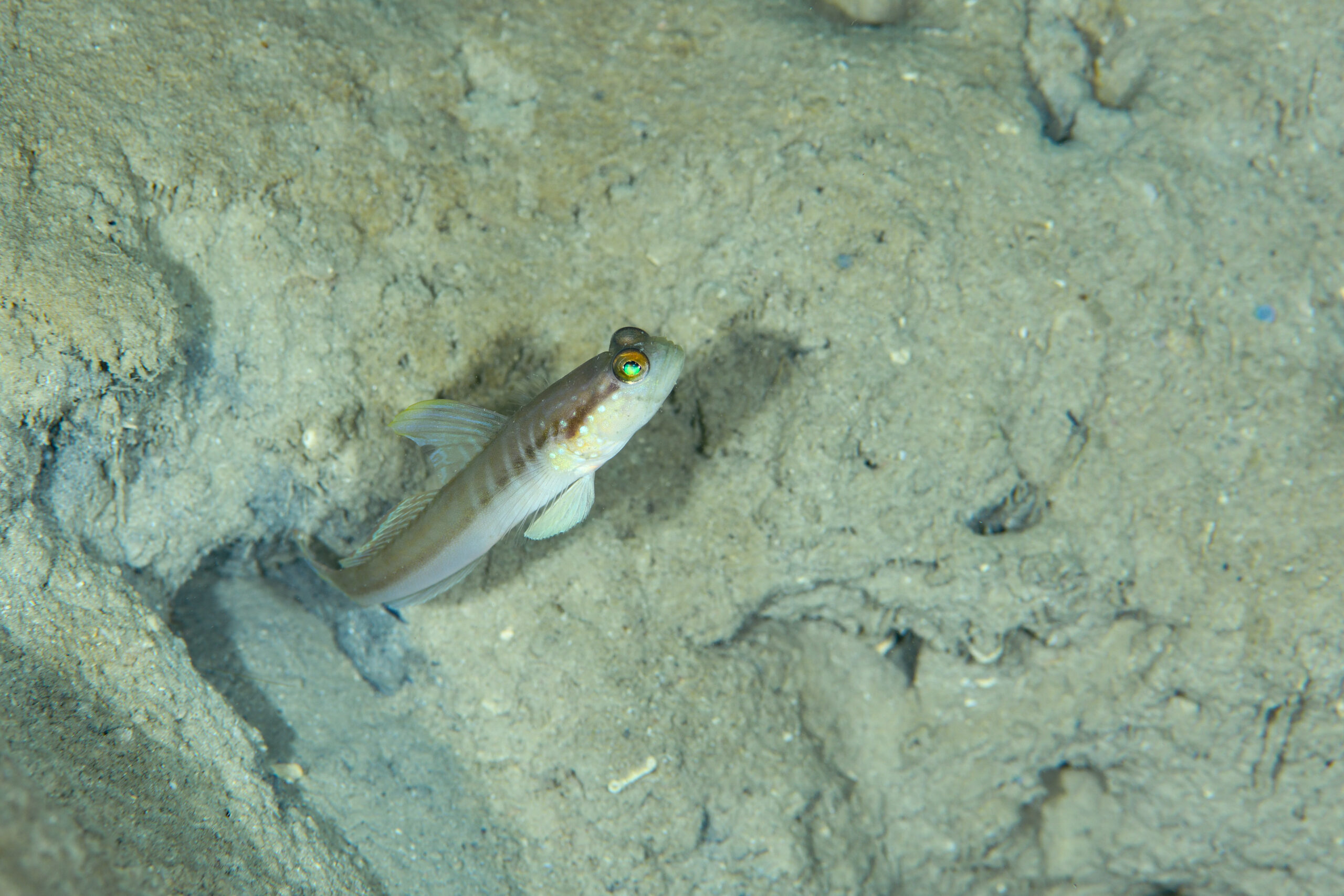 クロオビハゼ（Myersina nigrivirgata）