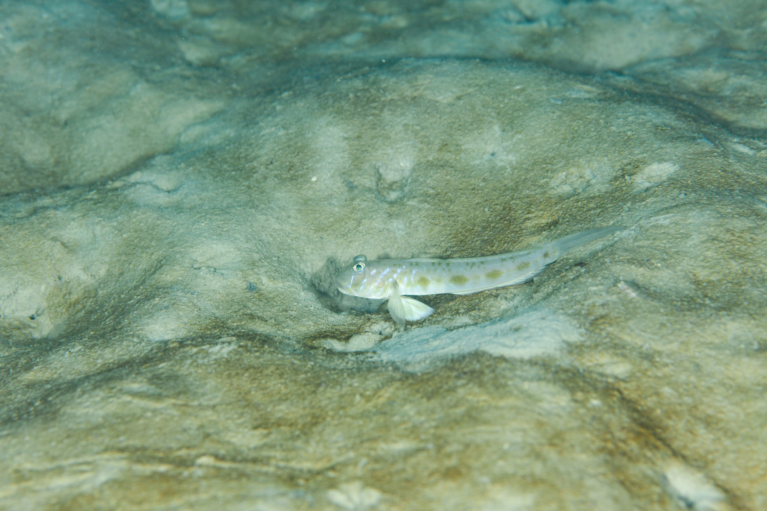 イレズミサルハゼ（Oxyurichthys sp.）