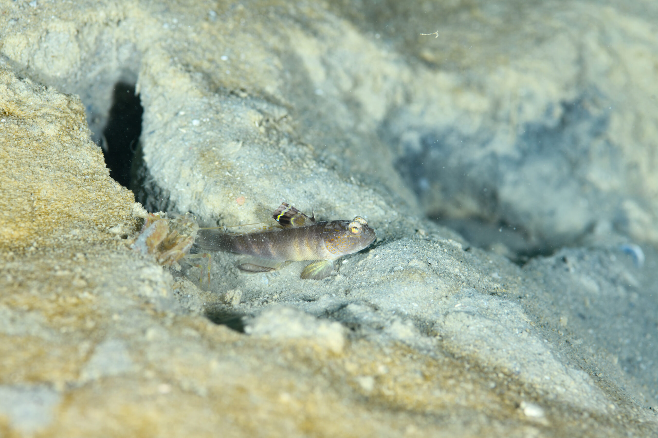 カスリハゼsp（Mahidolia sp.）