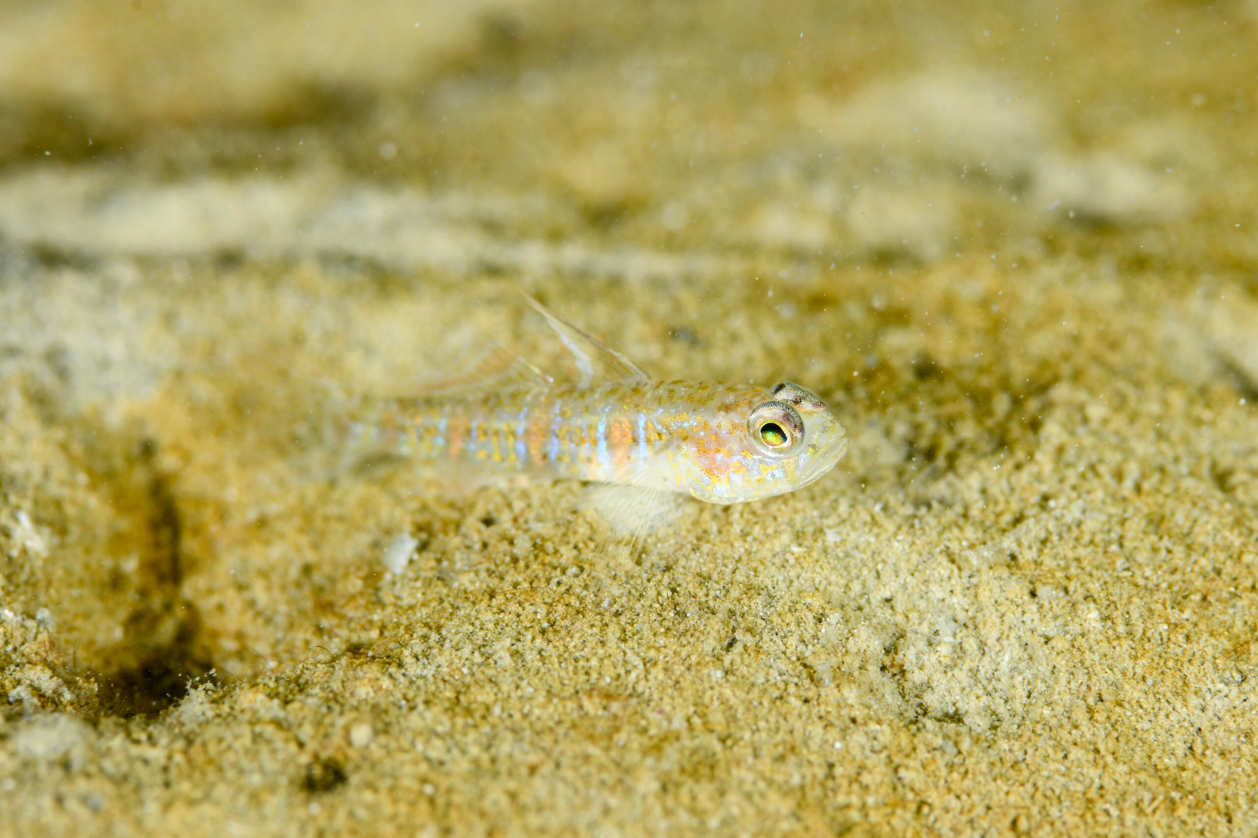 ハゼ科の一種-12（Gobiidae,indet. gen. et sp.12）
