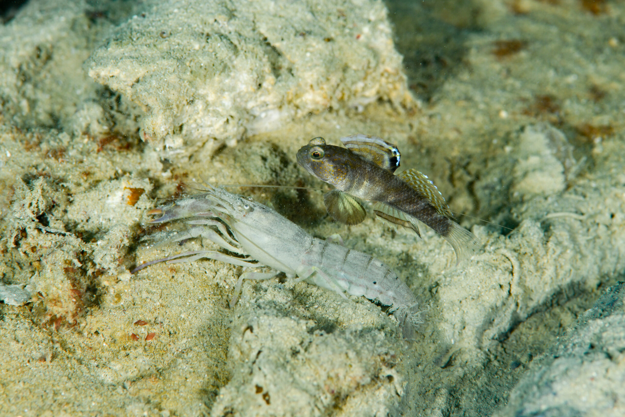 カスリハゼsp（Mahidolia sp.）