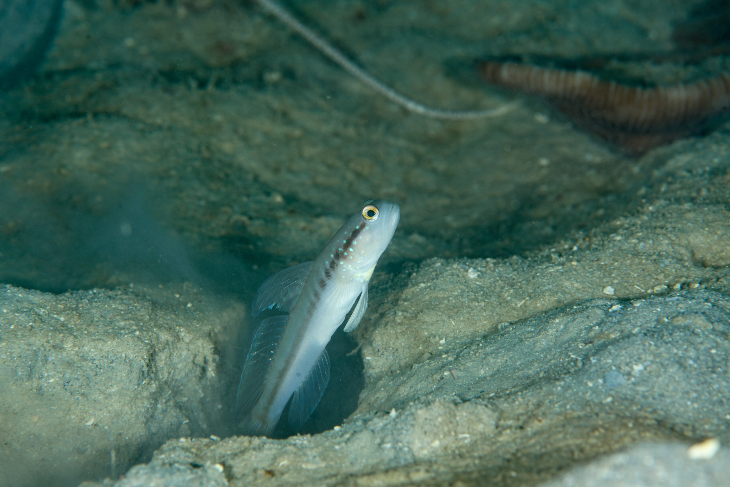 クロオビハゼ（Myersina nigrivirgata）