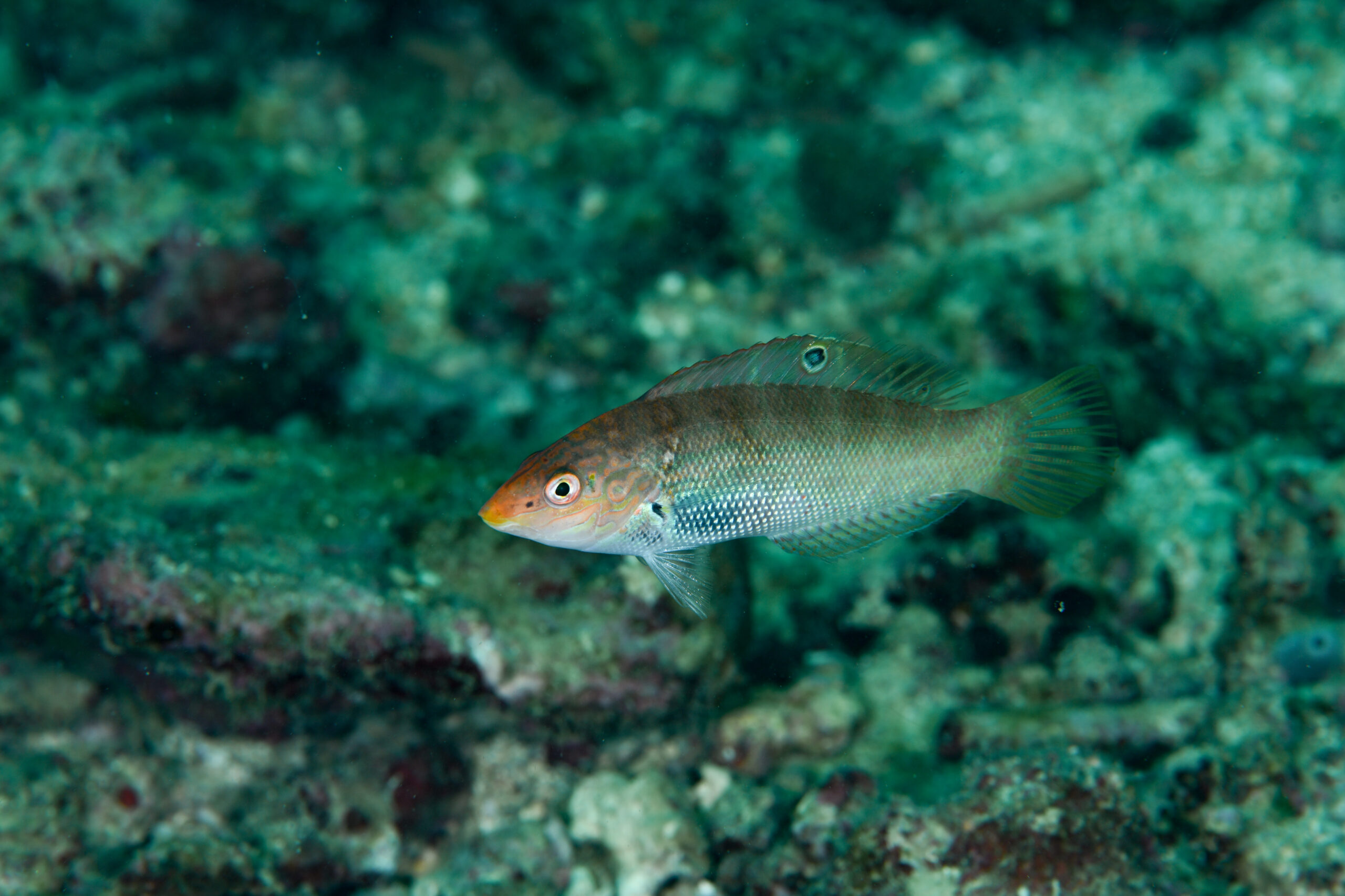 シチセンムスメベラ（Coris batuensis）