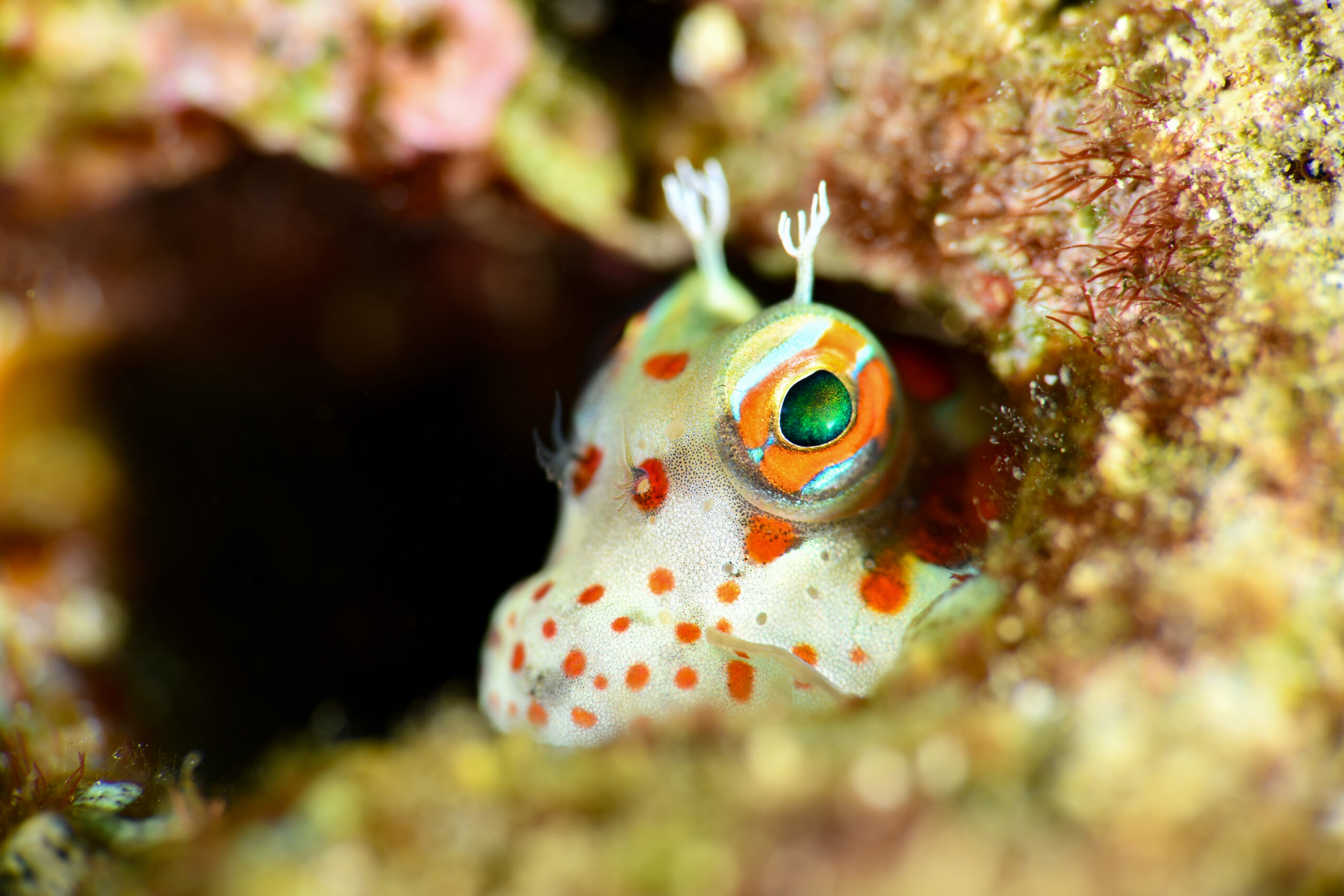 モンツキカエルウオ（Blenniella chrysospilos）