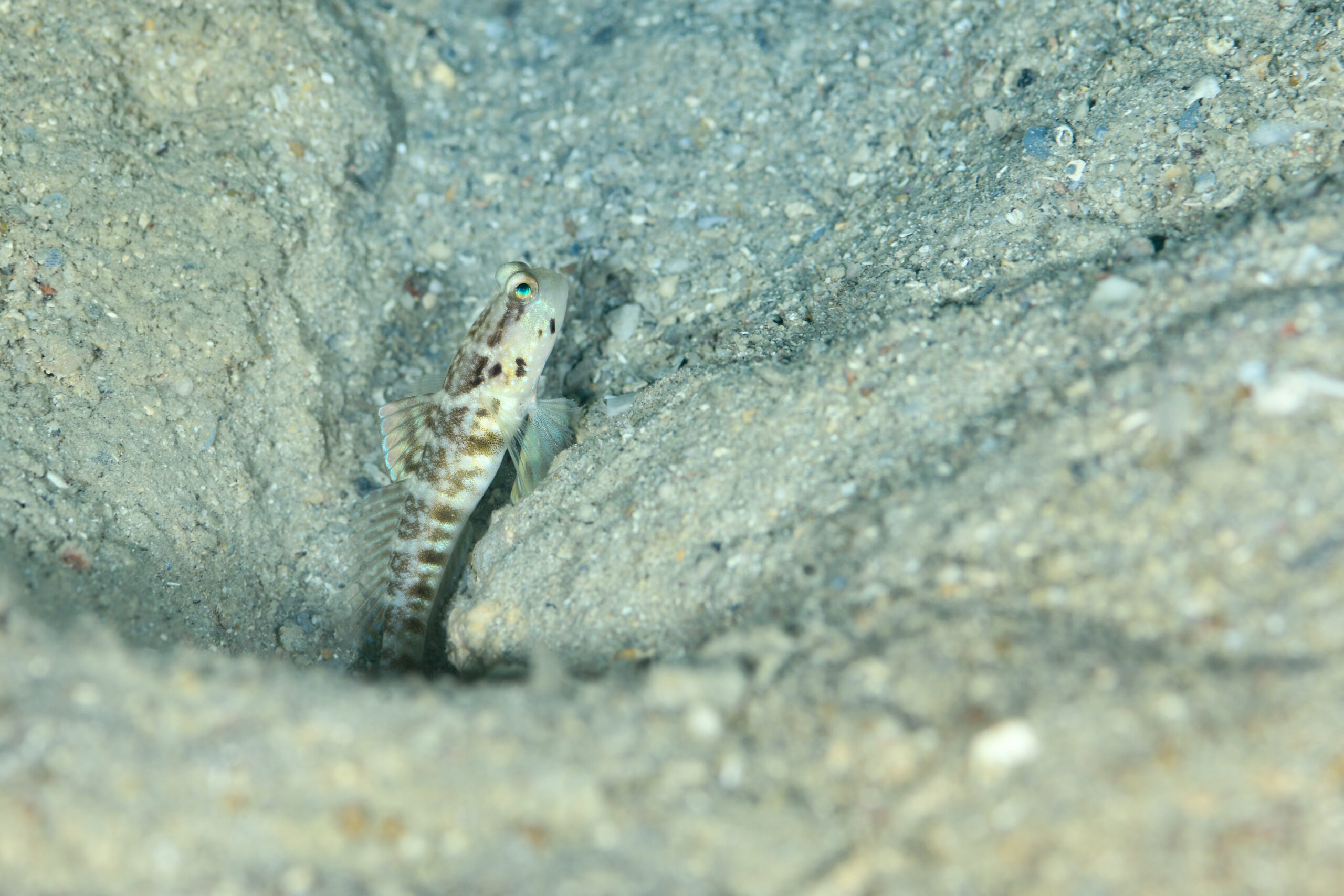 フタホシタカノハハゼ（Cryptocentrus sericus）