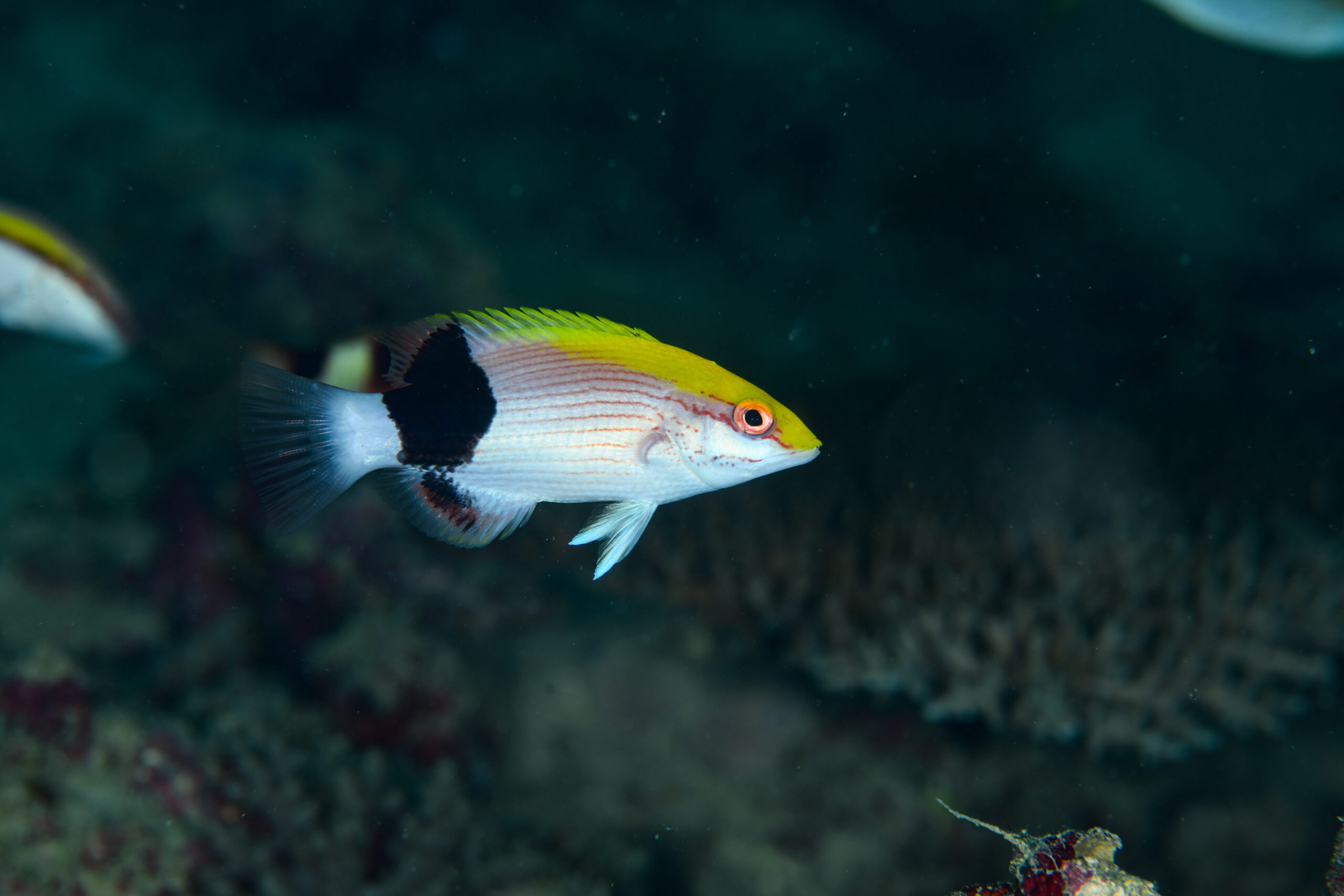 キツネベラ（Bodianus bilunulatus）