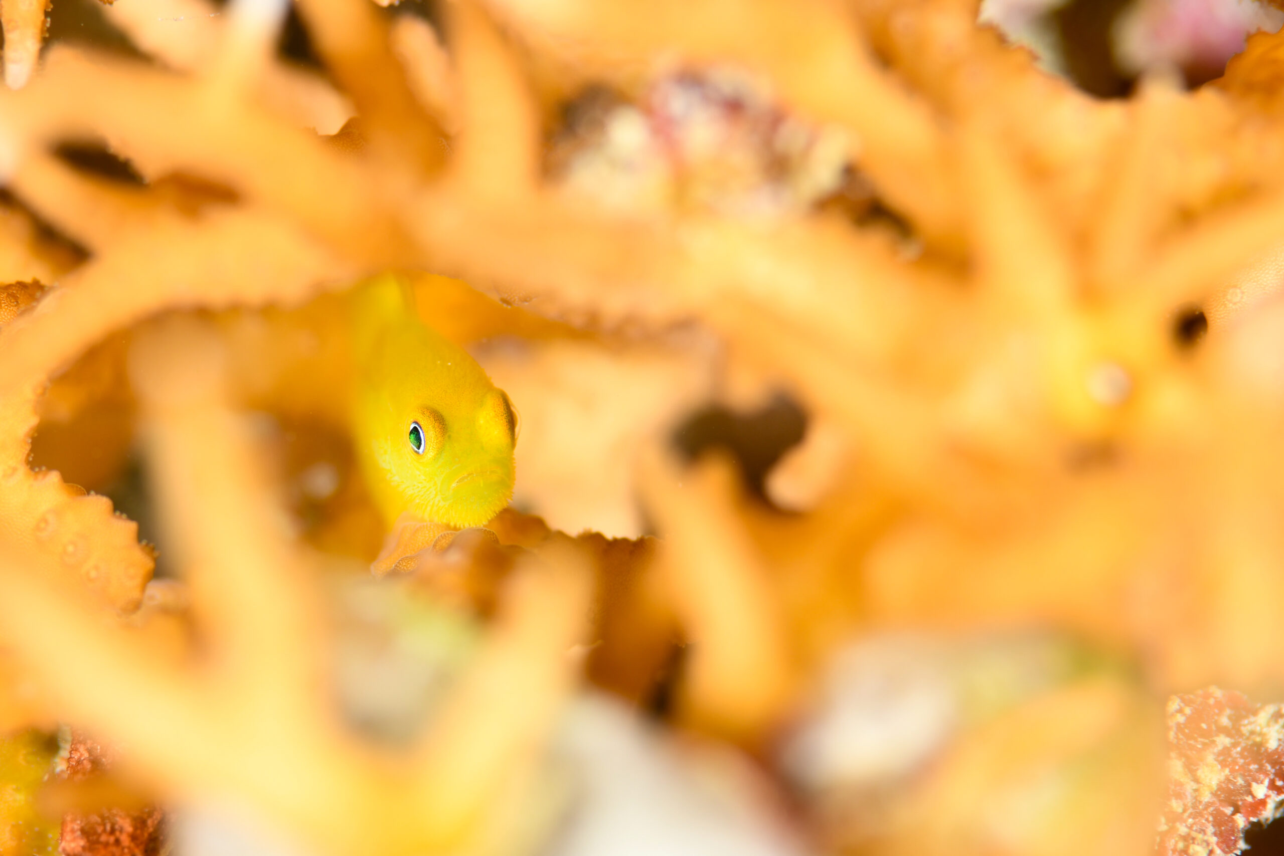 キイロサンゴハゼ（Gobiodon okinawae）