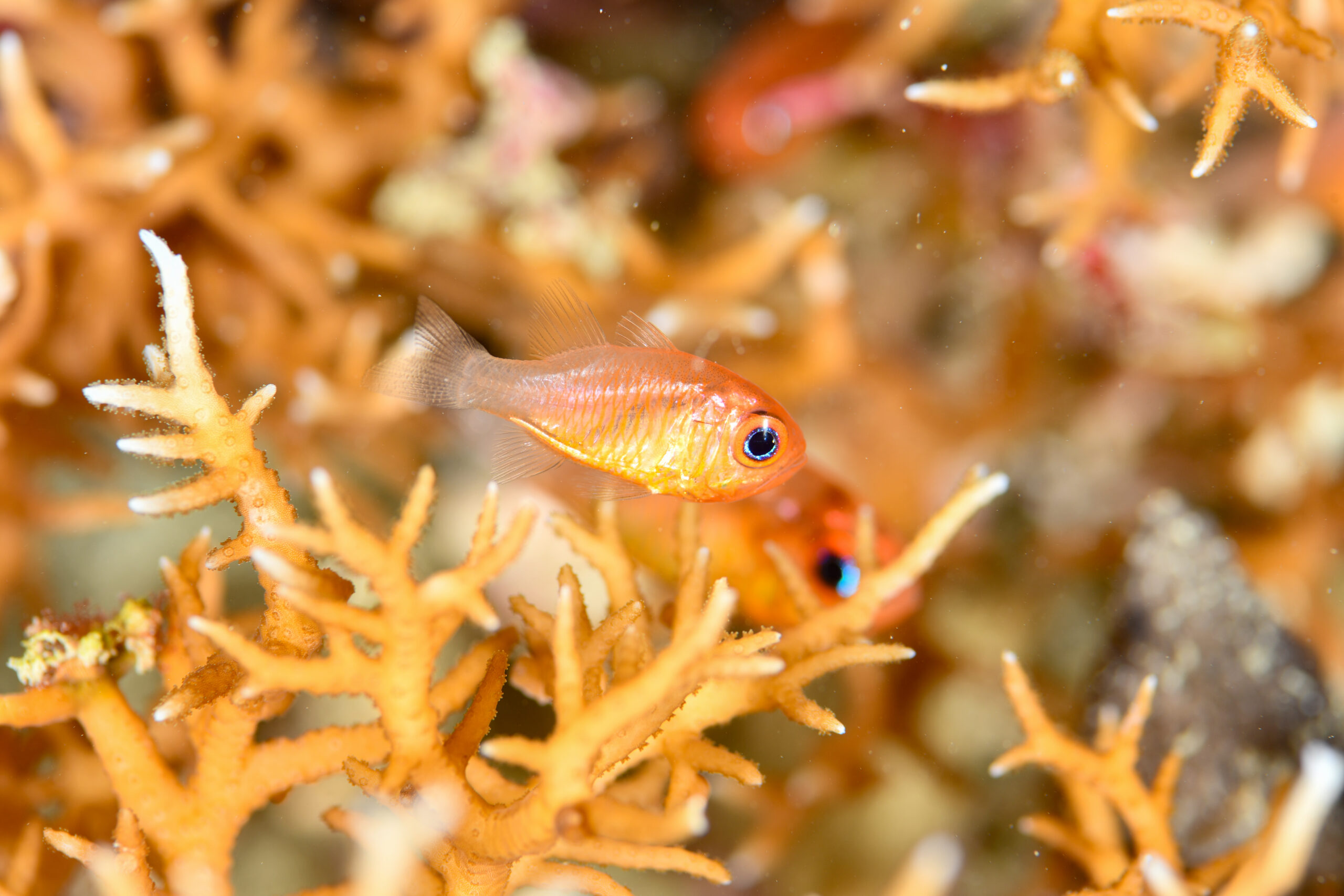 セノウヒカリイシモチ（Siphamia senoui）