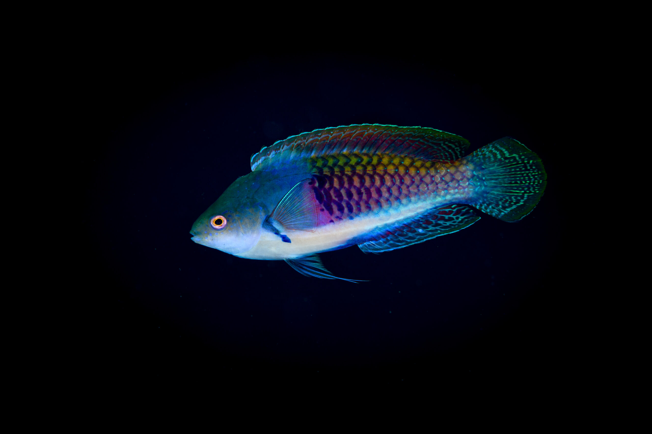 クロヘリイトヒキベラ（Cirrhilabrus cyanopleura）