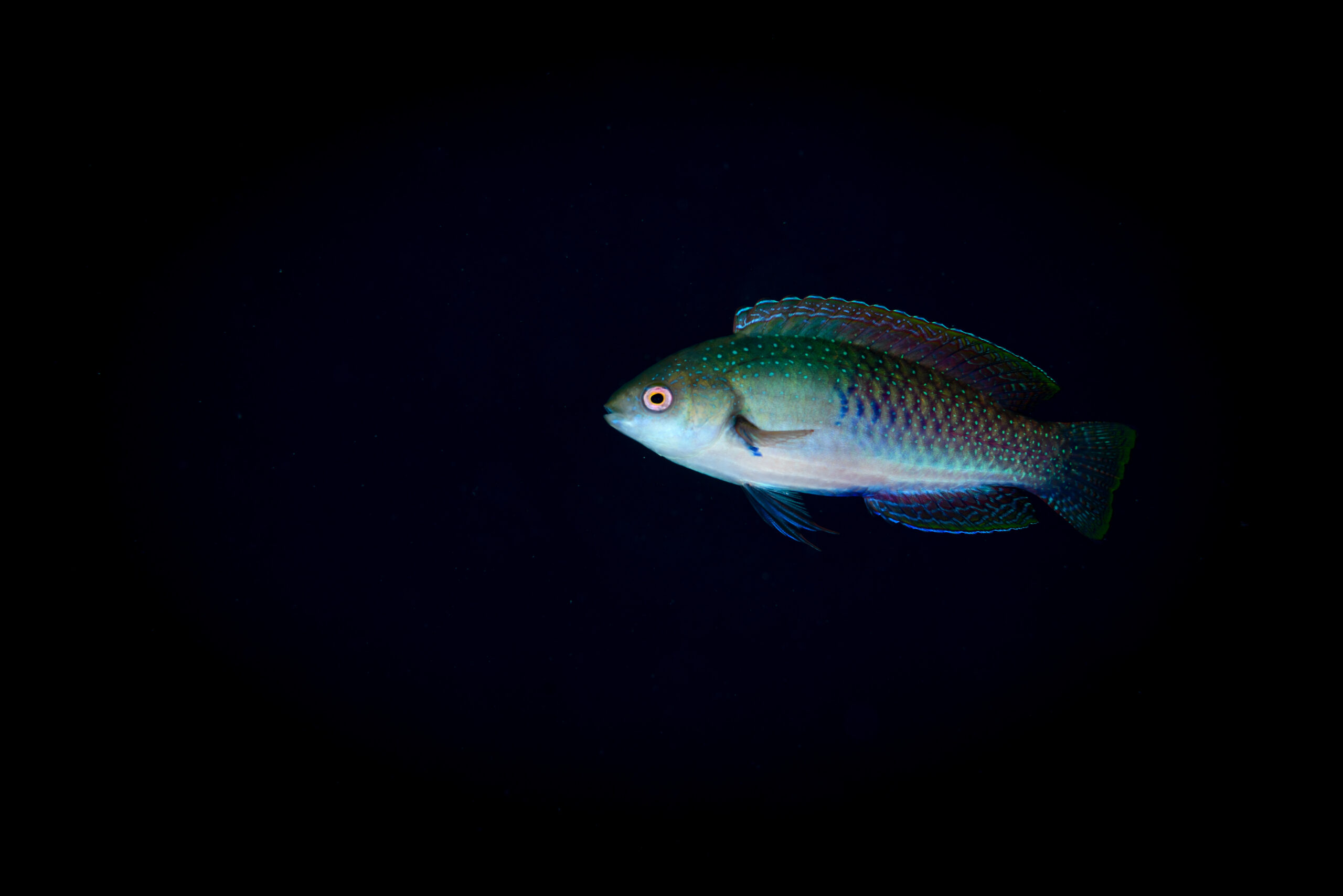 クロヘリイトヒキベラ（Cirrhilabrus cyanopleura）