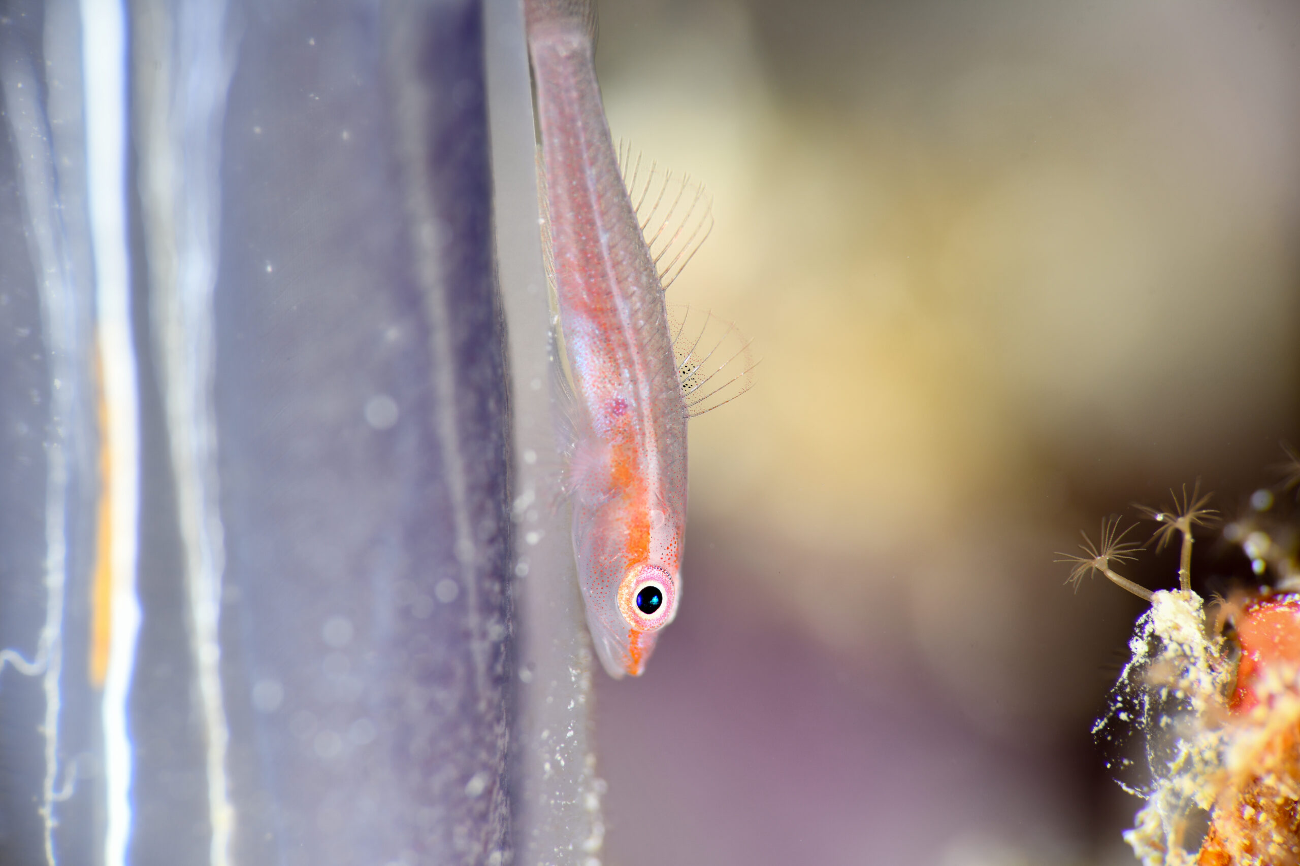 セボシウミタケハゼ（Pleurosicya mossambica）