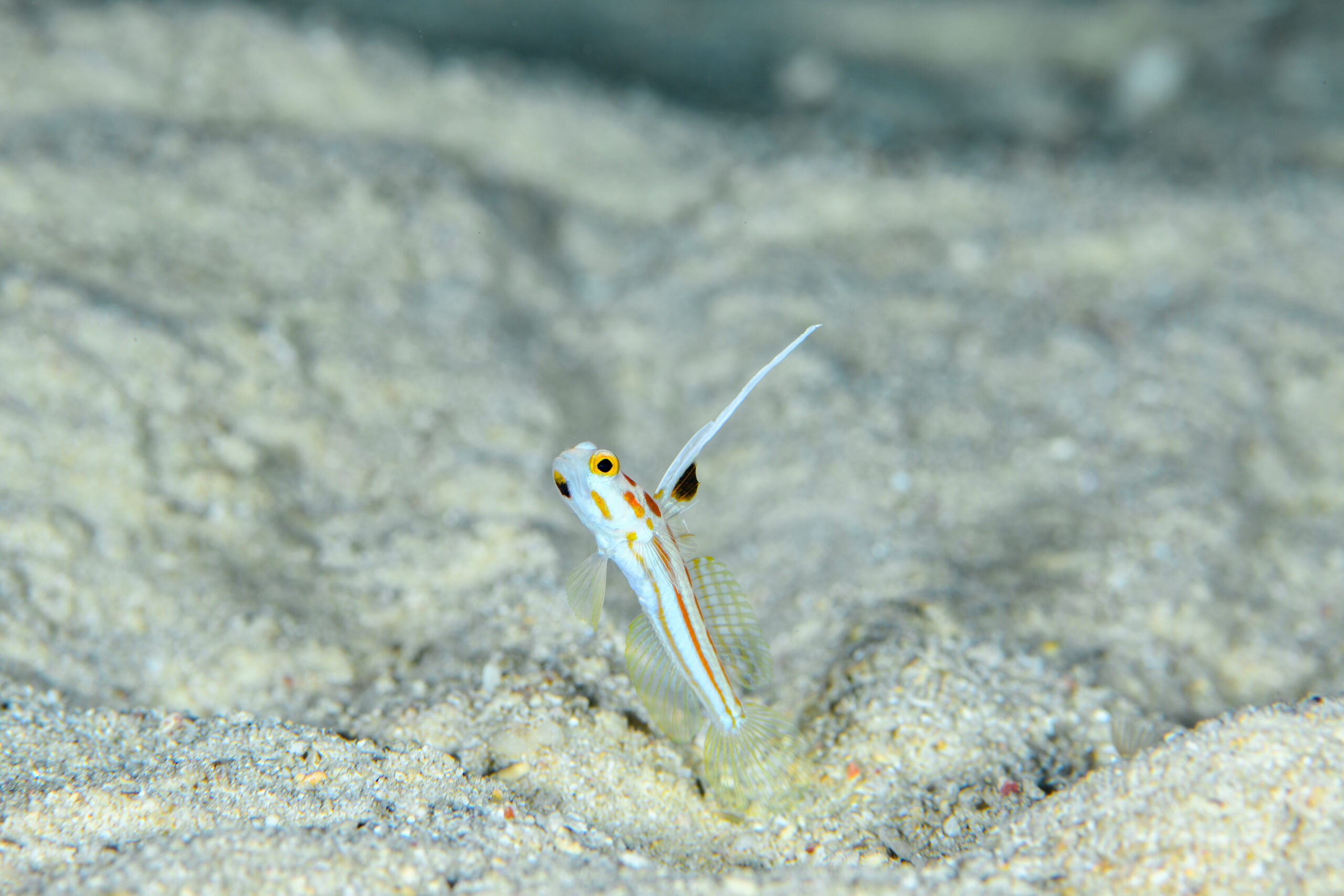 ヤシャハゼ（Stonogobiops yasha）