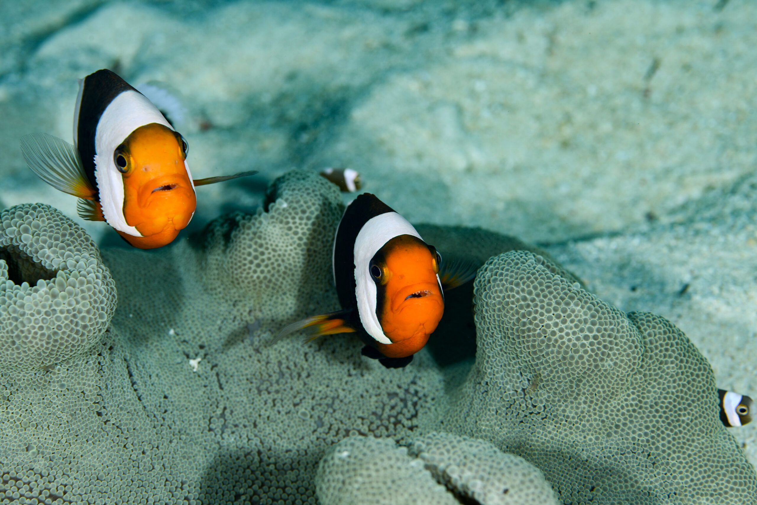 トウアカクマノミ（Amphiprion polymnus）