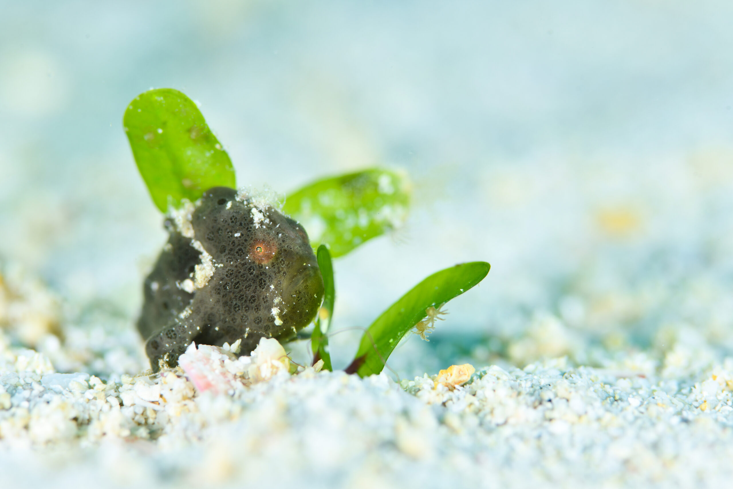 イロカエルアンコウ（Antennarius pictus）