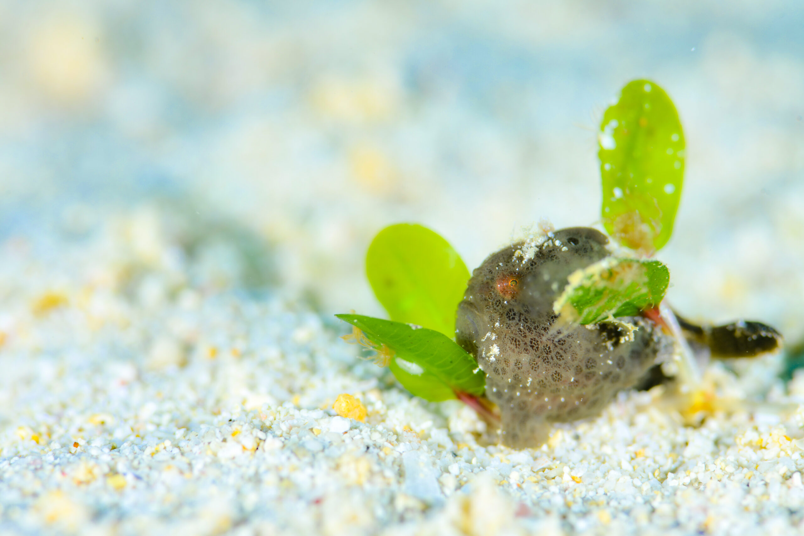 イロカエルアンコウ（Antennarius pictus）