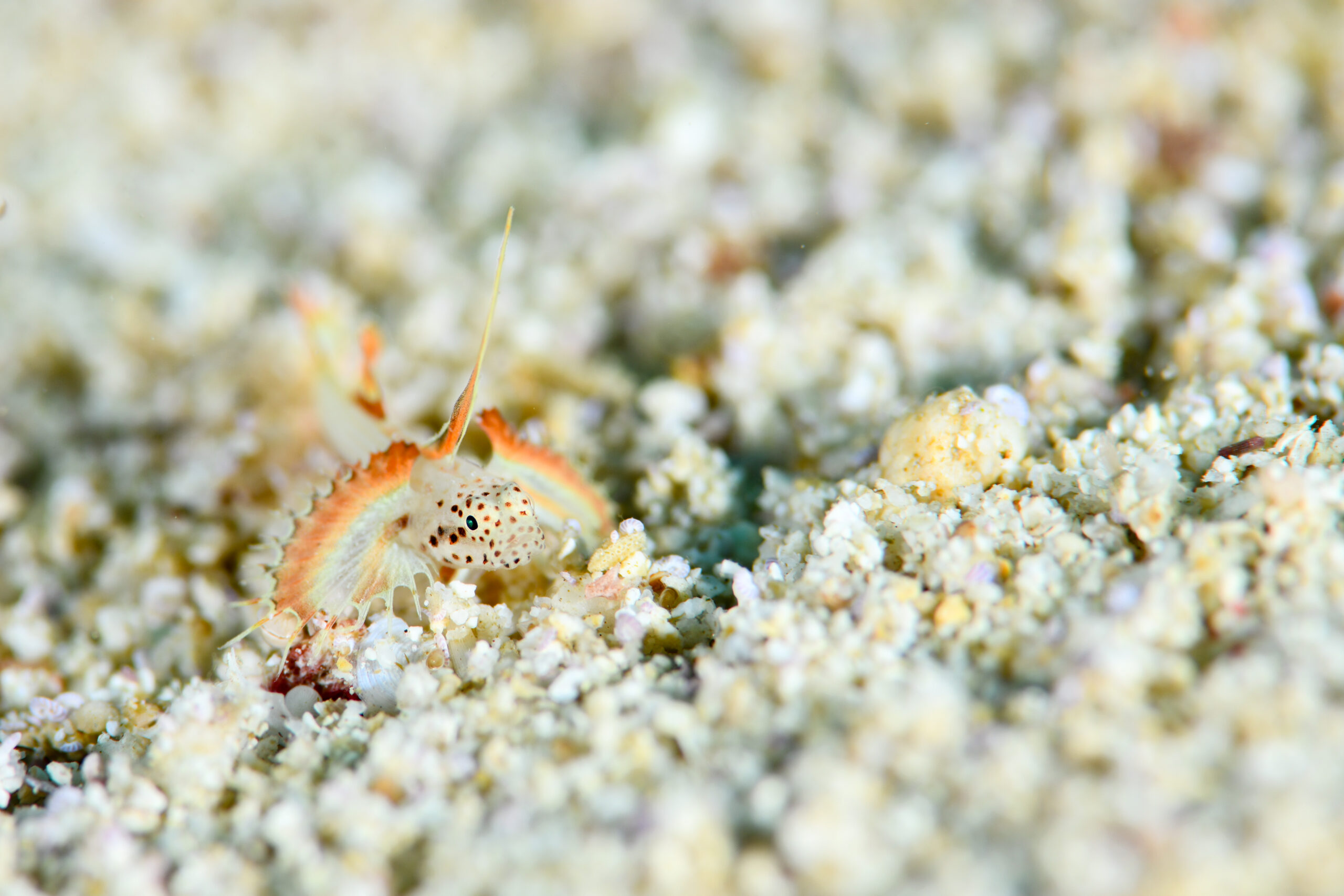 ホムラハゼ（Discordipinna griessingeri）