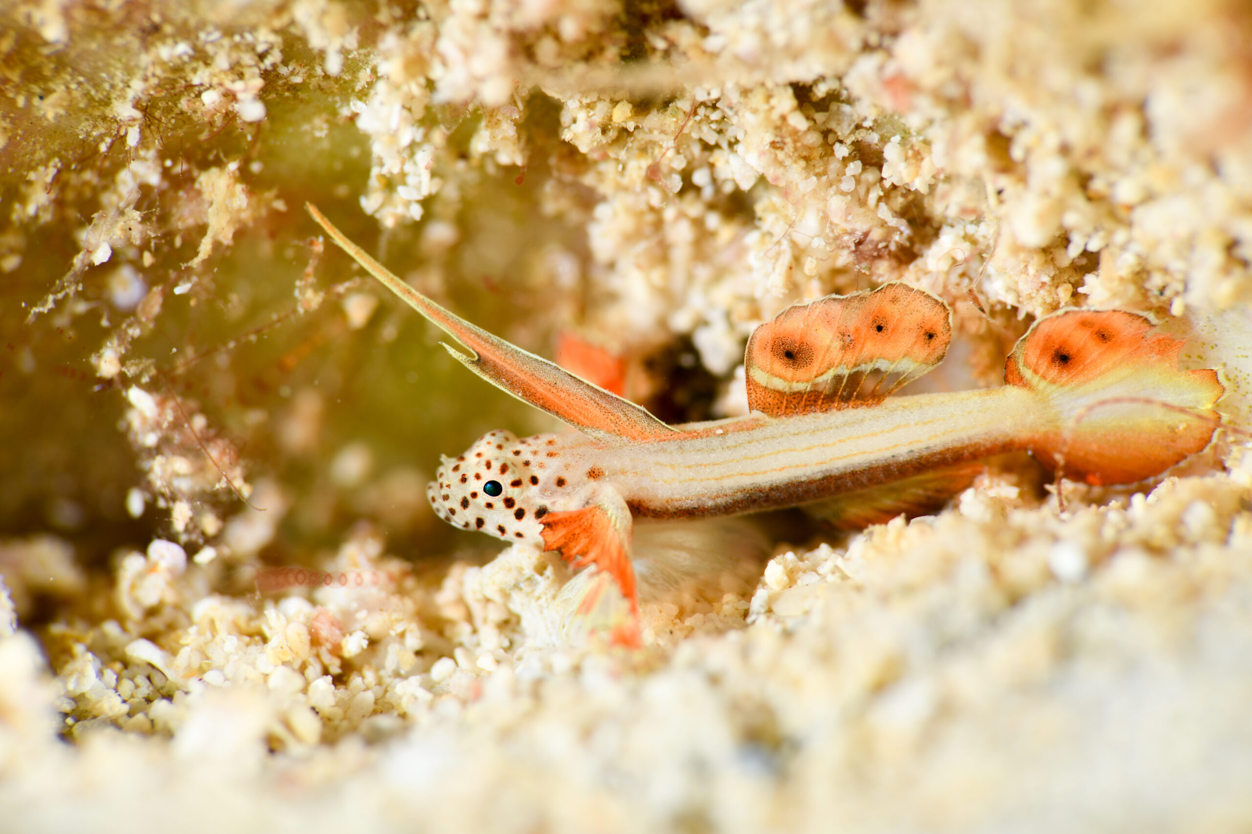 ホムラハゼ（Discordipinna griessingeri）