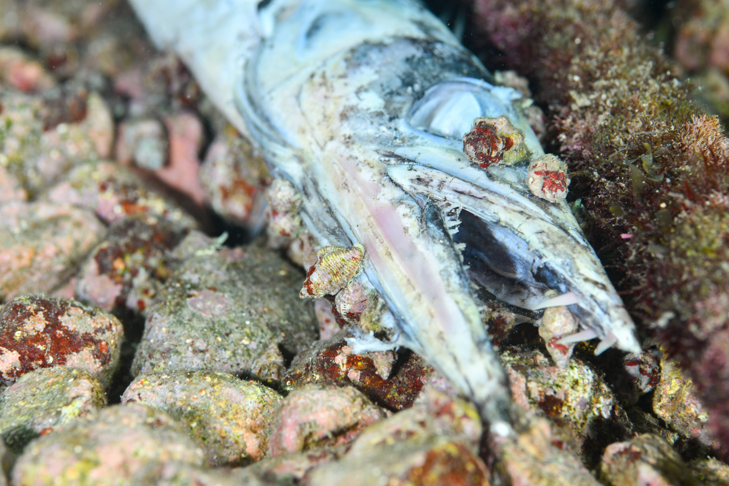 ミズウオ（Alepisaurus ferox）