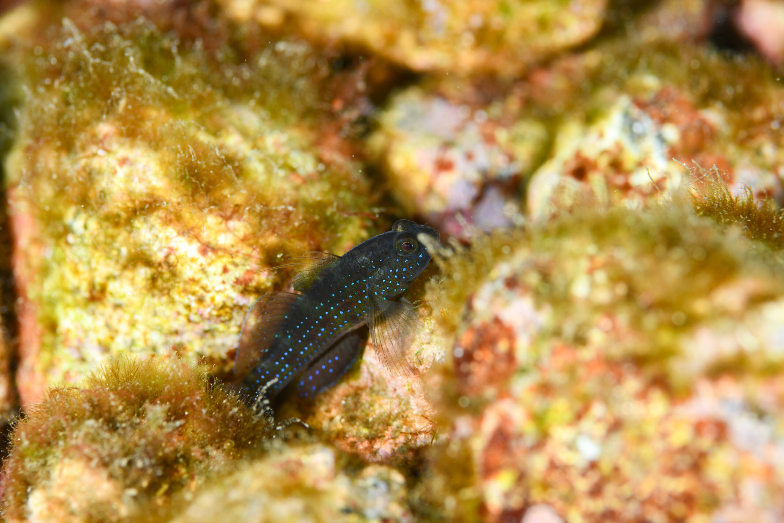 ホシハゼ（Asterropteryx semipunctata）