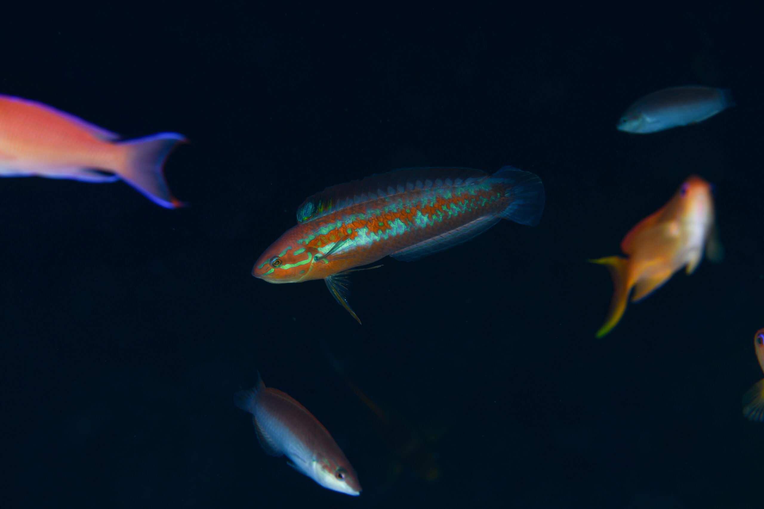 ホンベラ（Halichoeres tenuispinis）
