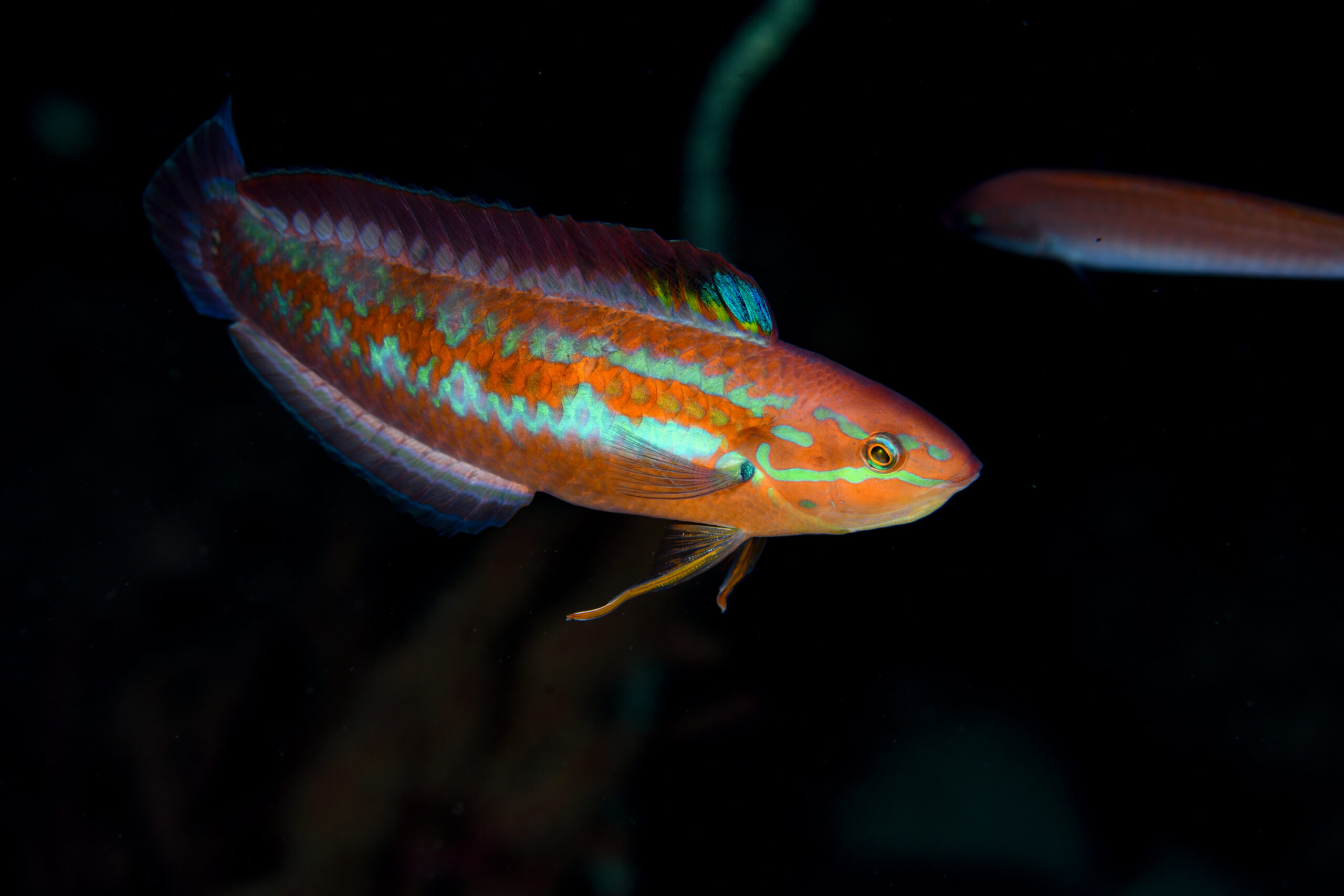 ホンベラ（Halichoeres tenuispinis）