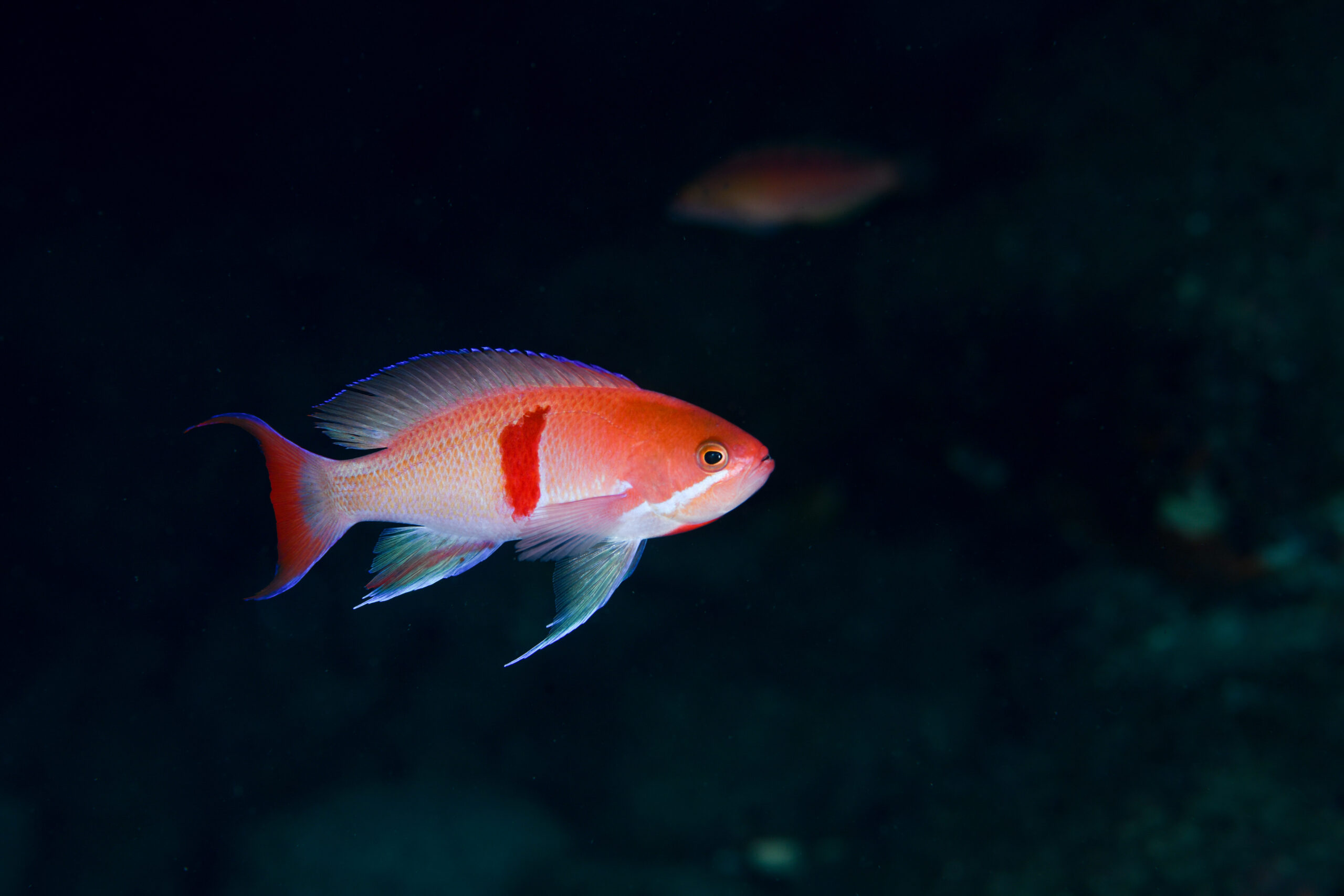 アカオビハナダイ（Pseudanthias rubrizonatus）