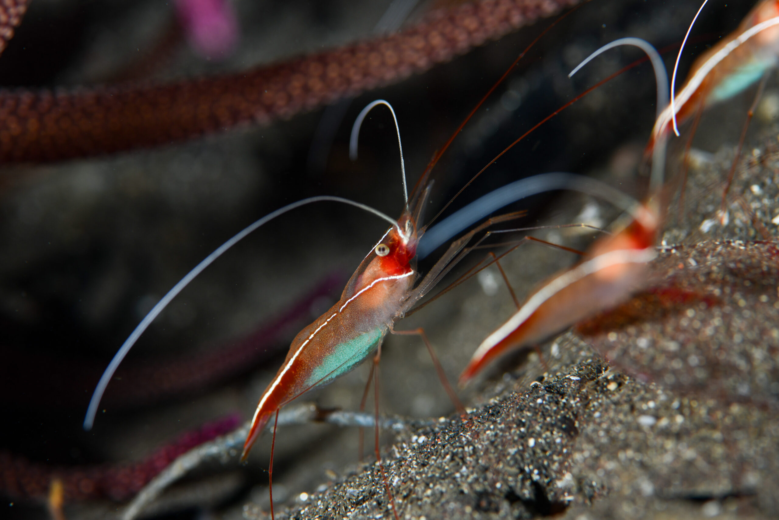 ハクセンエビ（Plesionika ortmanni）