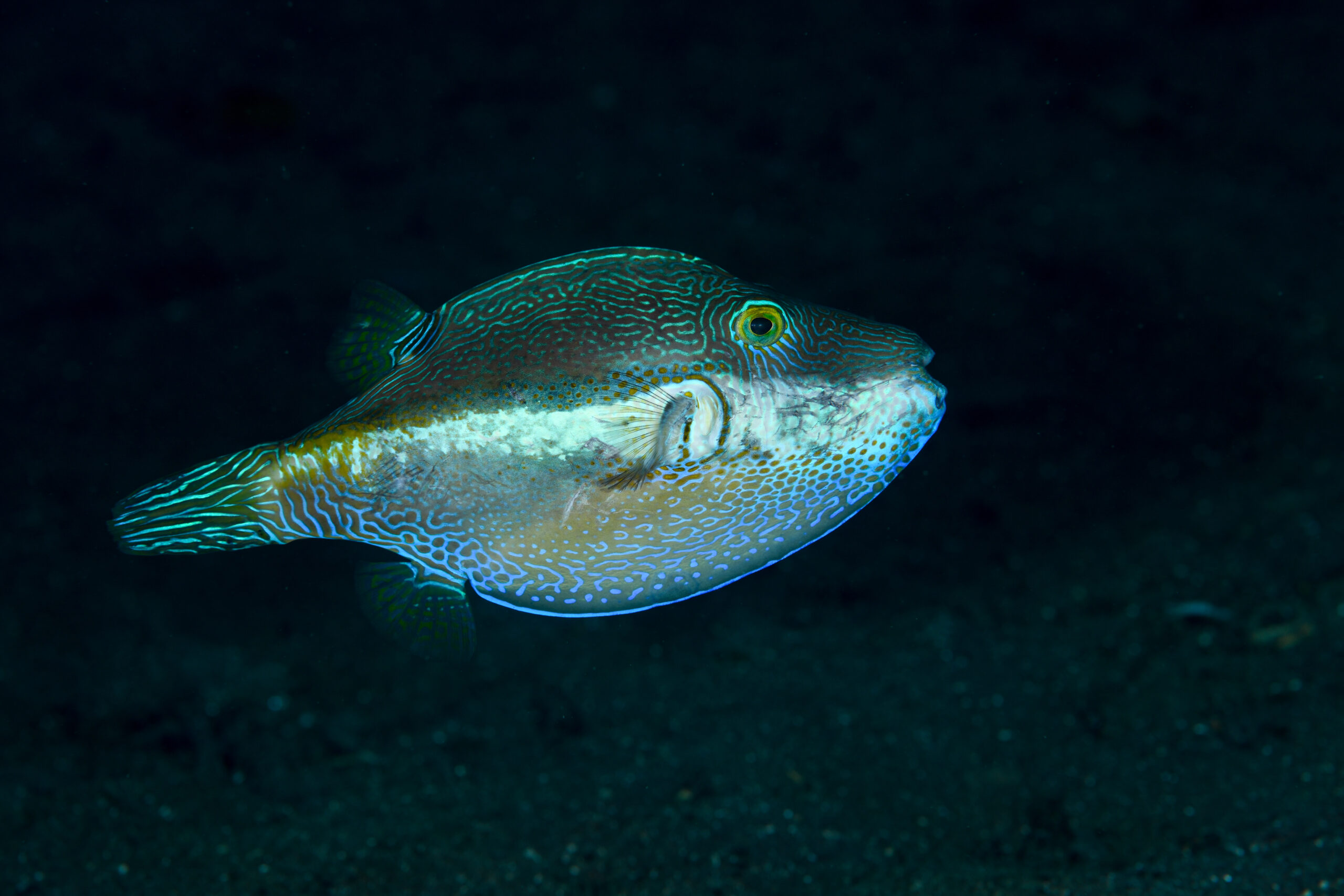 キタマクラ（Canthigaster rivulata）