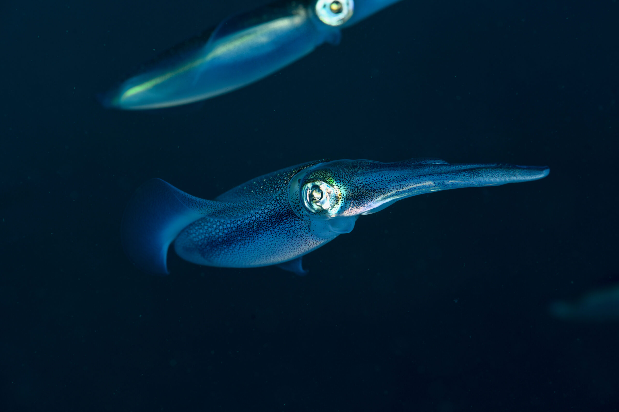 アオリイカ（Spioteuthis lessoniana）