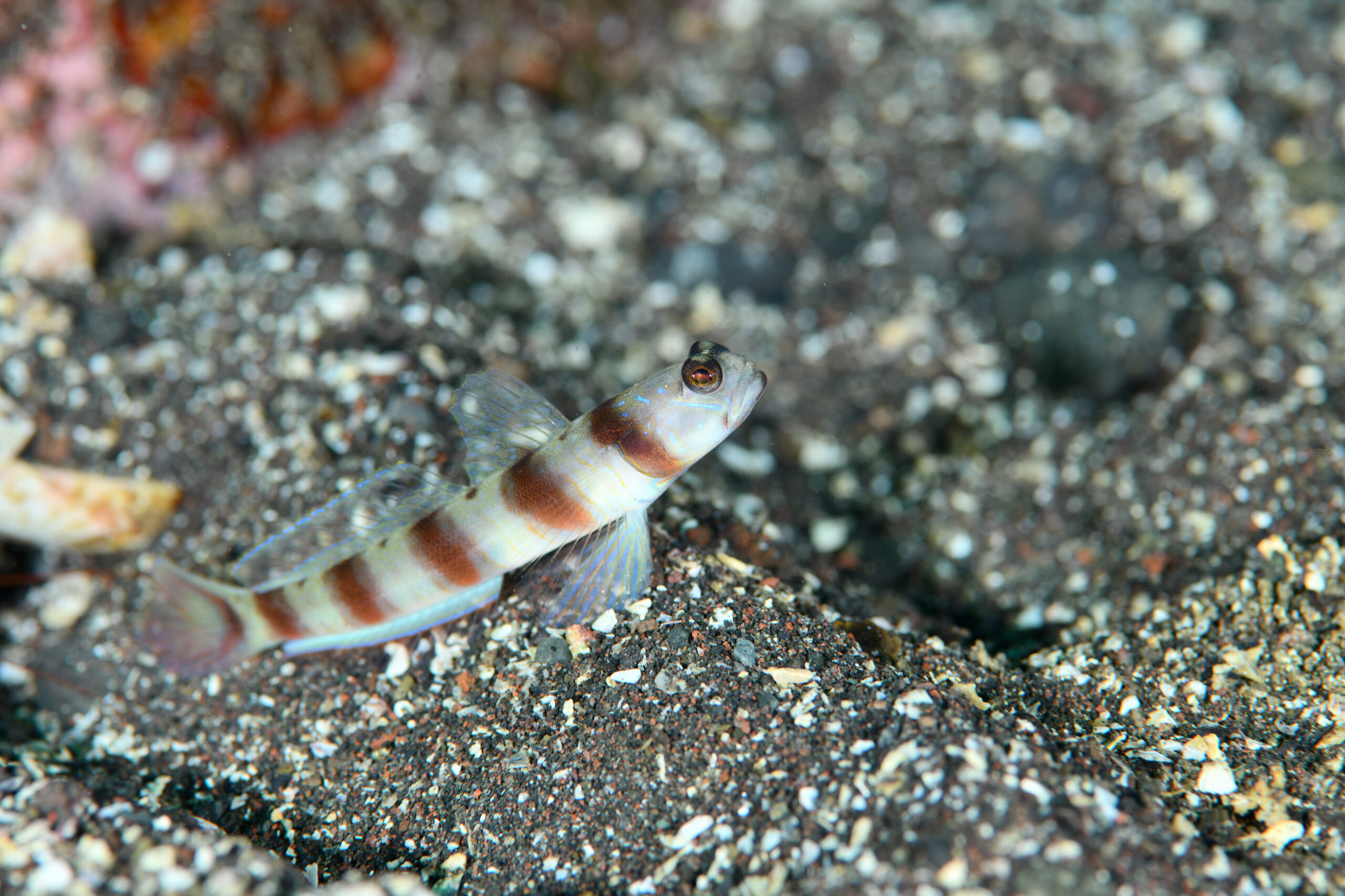 ダテハゼ（Amblyeleotris japonica）