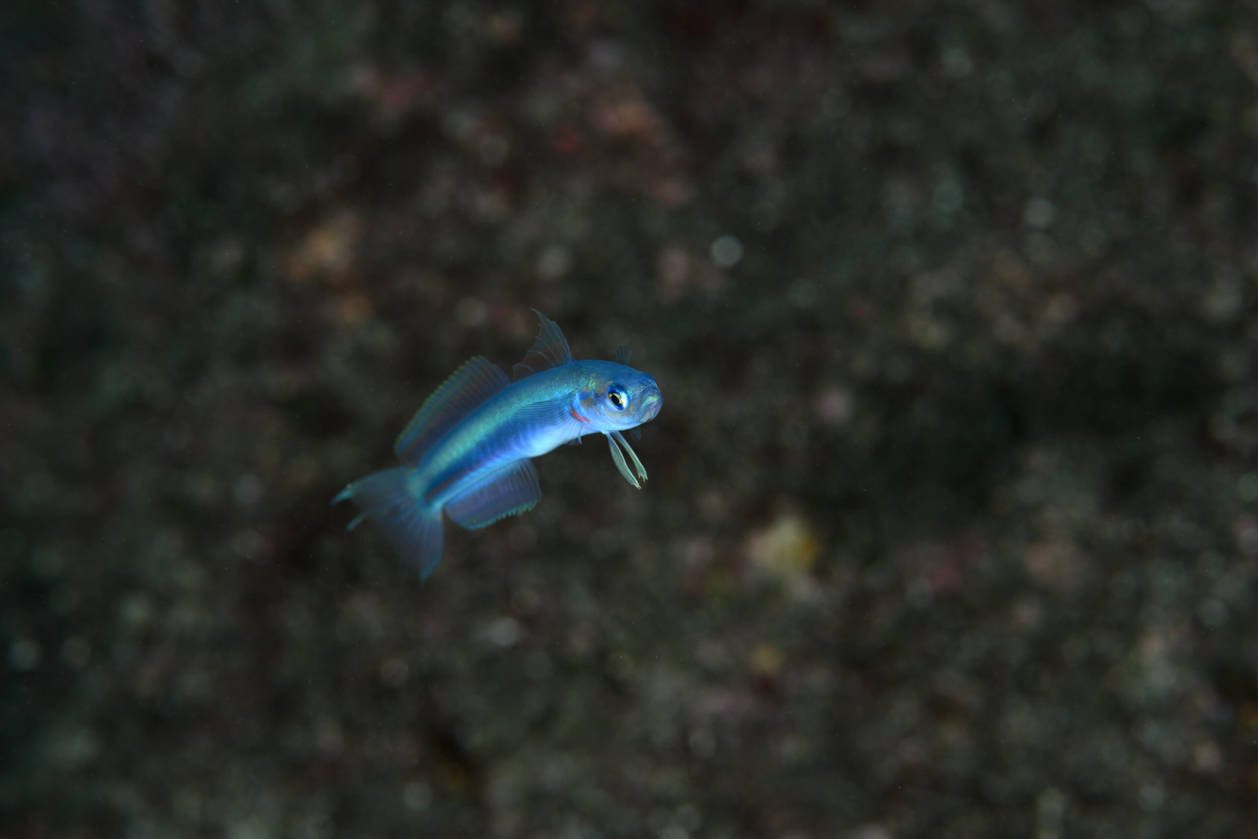 ハナハゼ（Ptereleotris hanae）