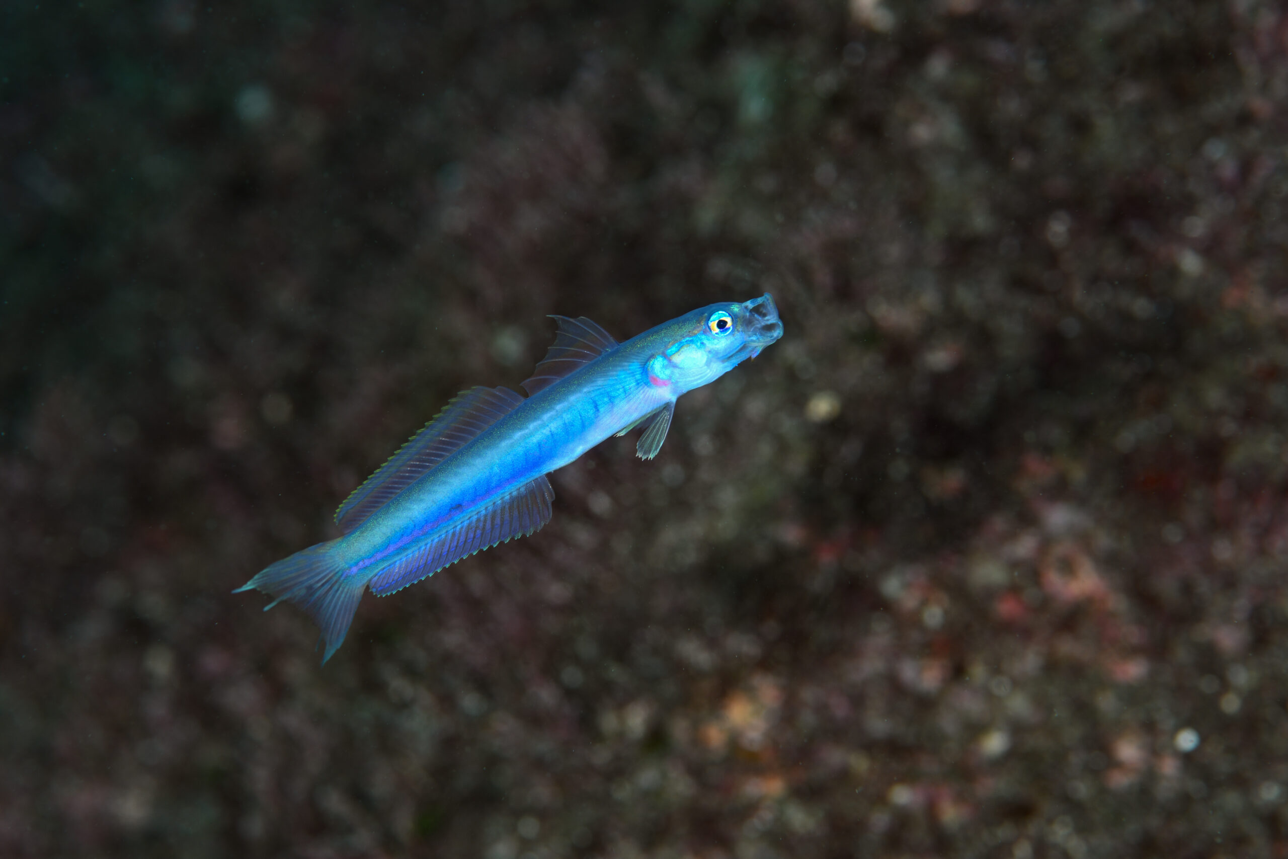 ハナハゼ（Ptereleotris hanae）